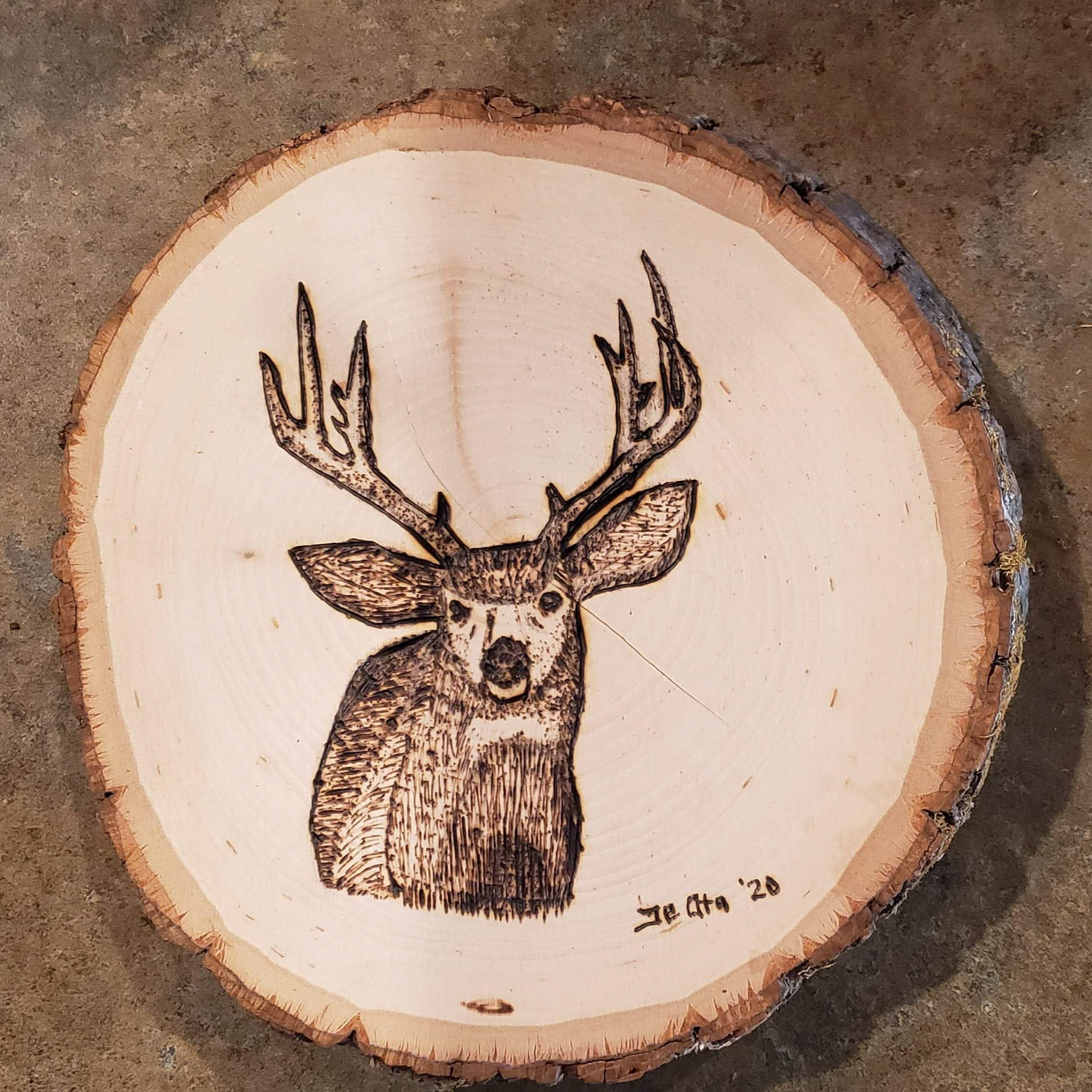 Mule Deer Woodburning
