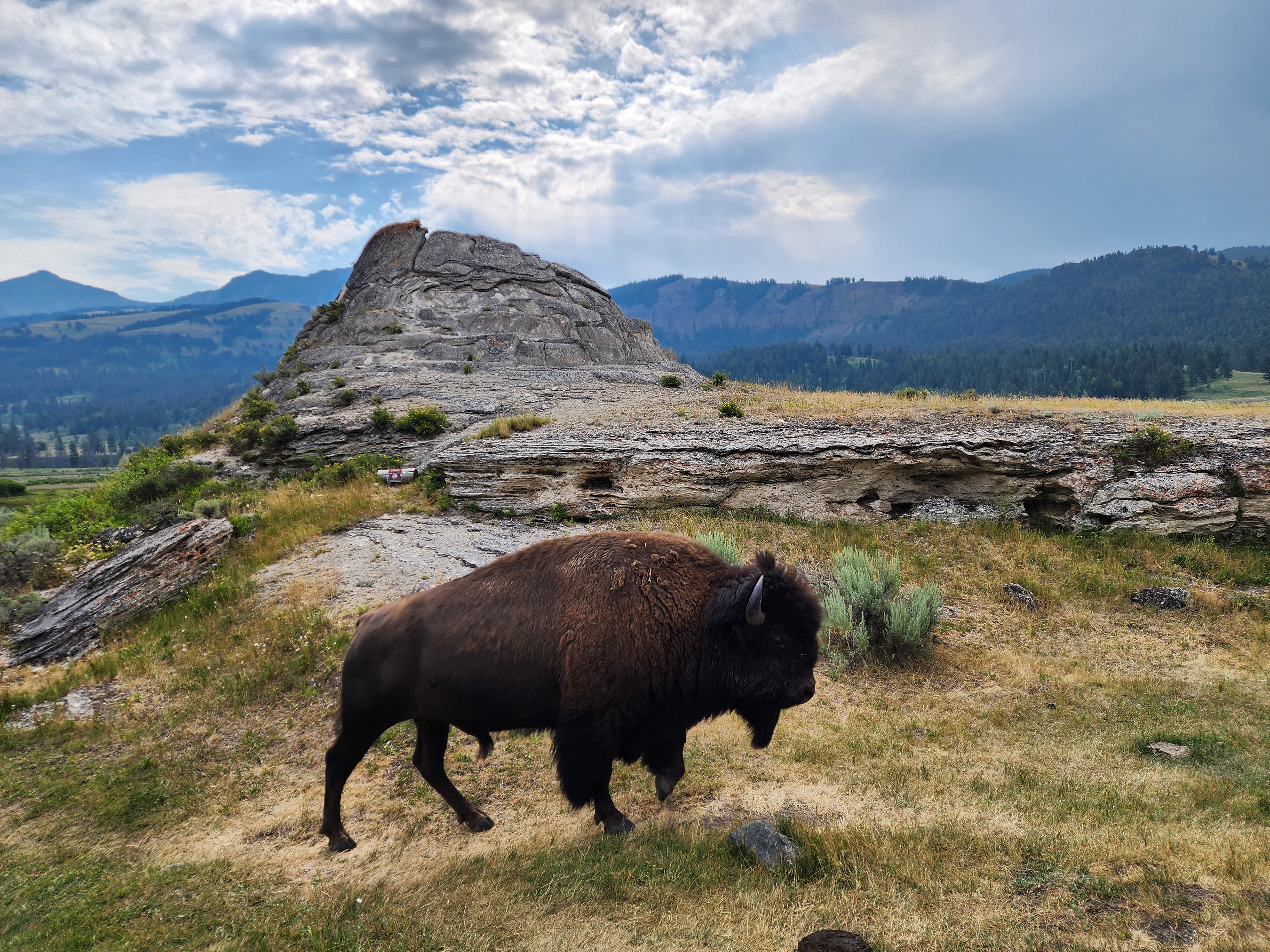 Soda Butte & Bison