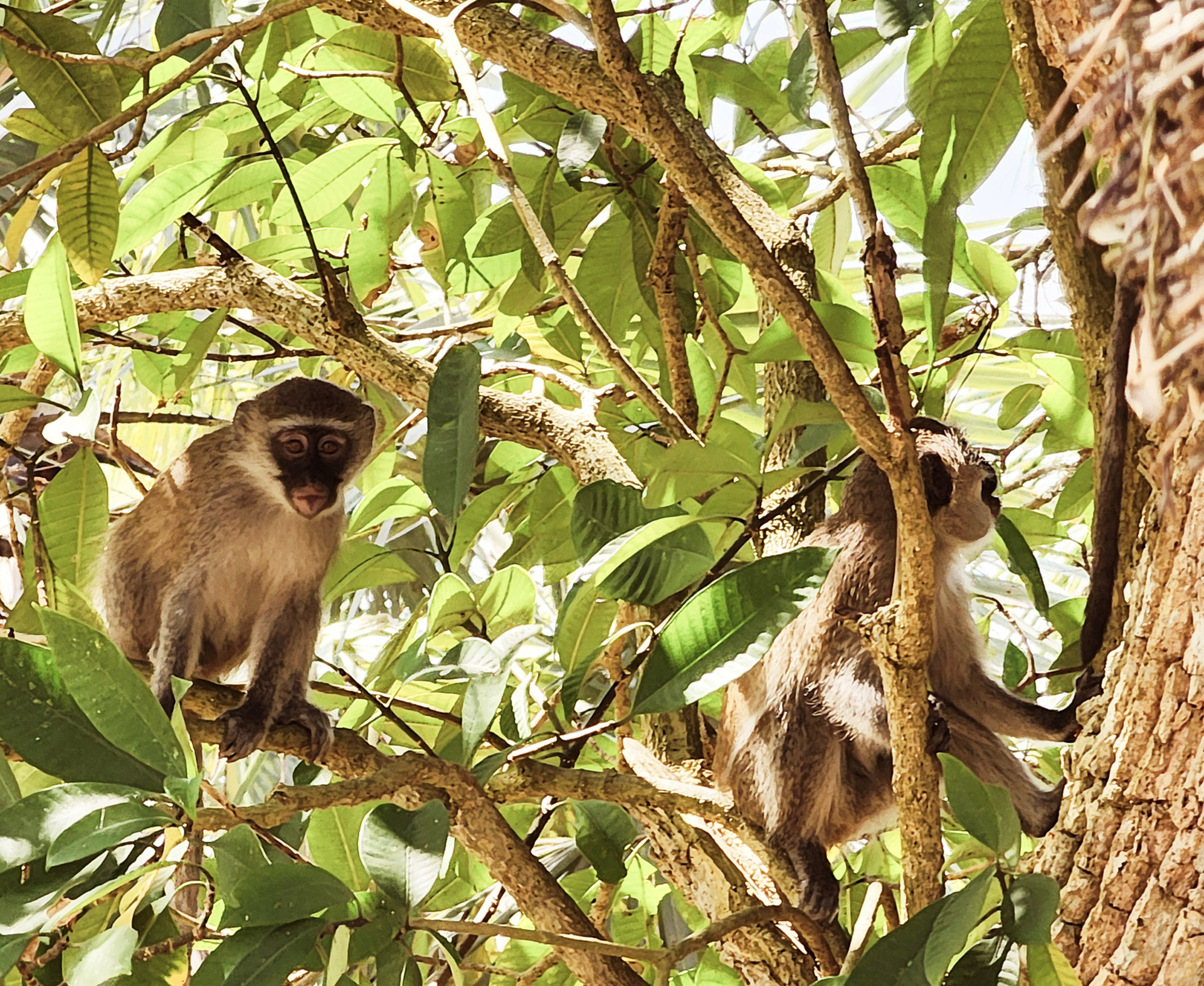 Vervet Monkey