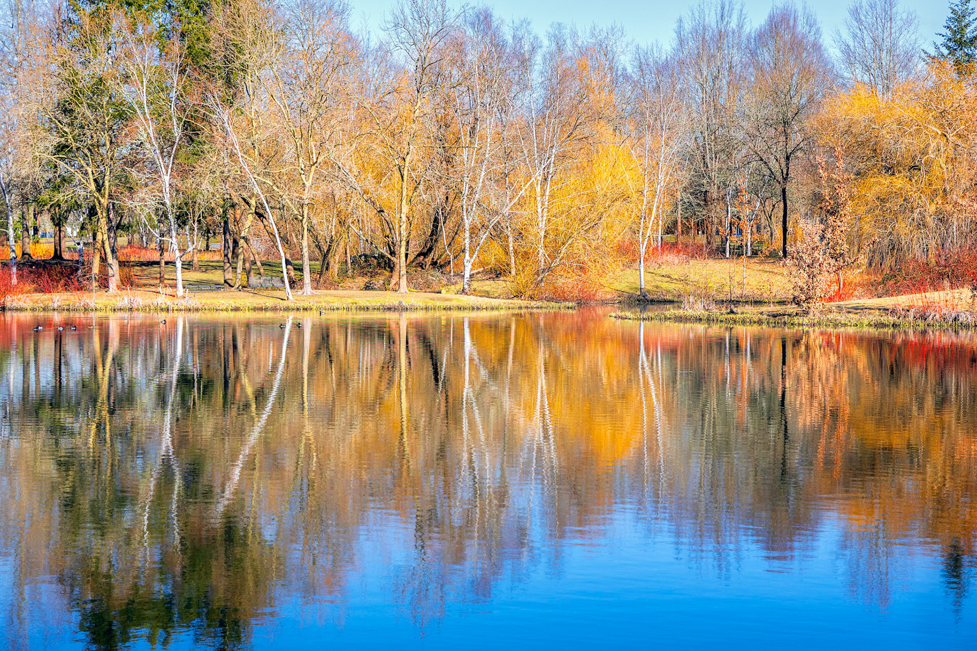Colorful fall foliage with ducks swimming at Dawson Creek Oregon