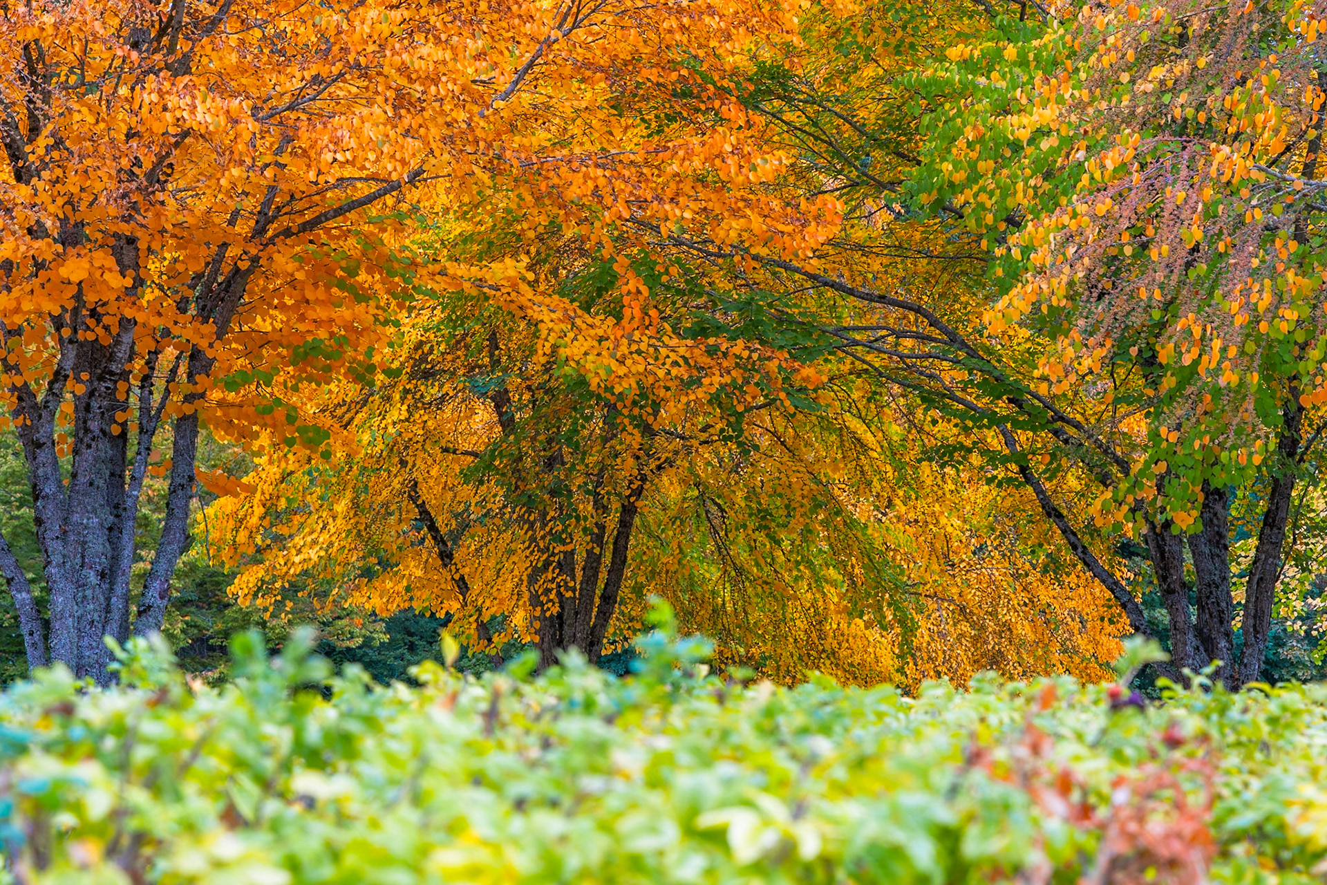 Fall Colors Washington Park