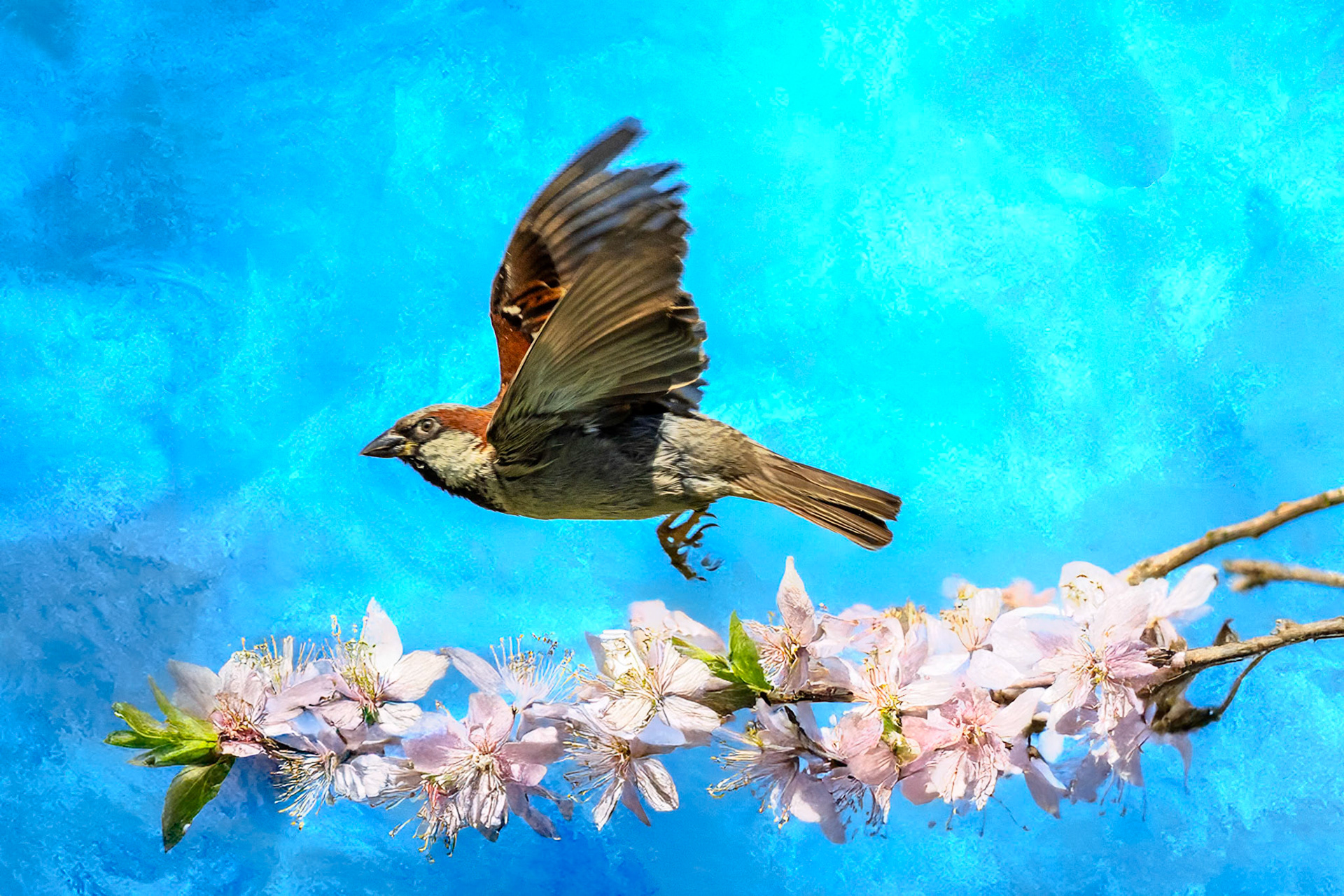 House Sparrow at Commonwealth Lake