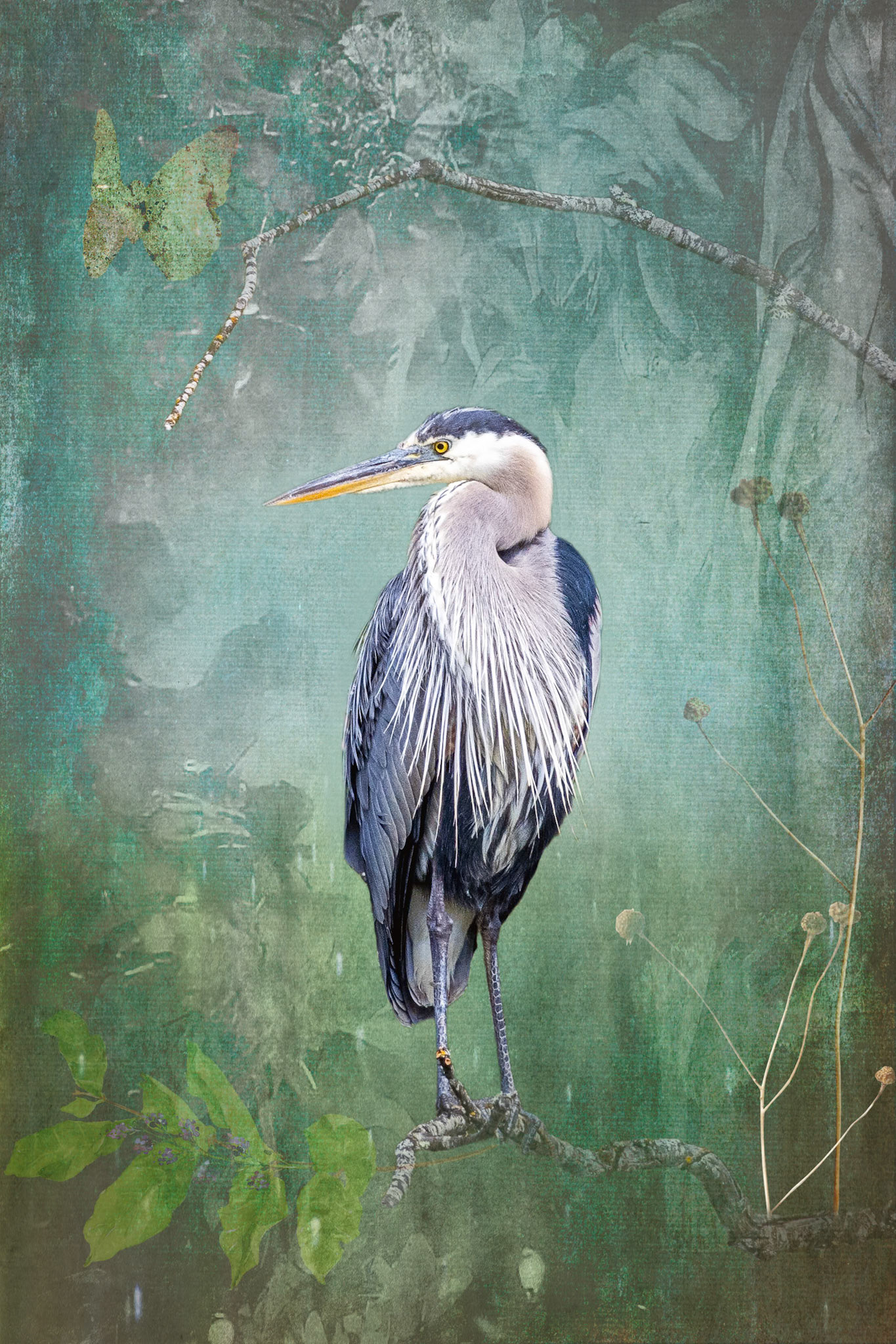 Great Blue Heron at Commonwealth Lake