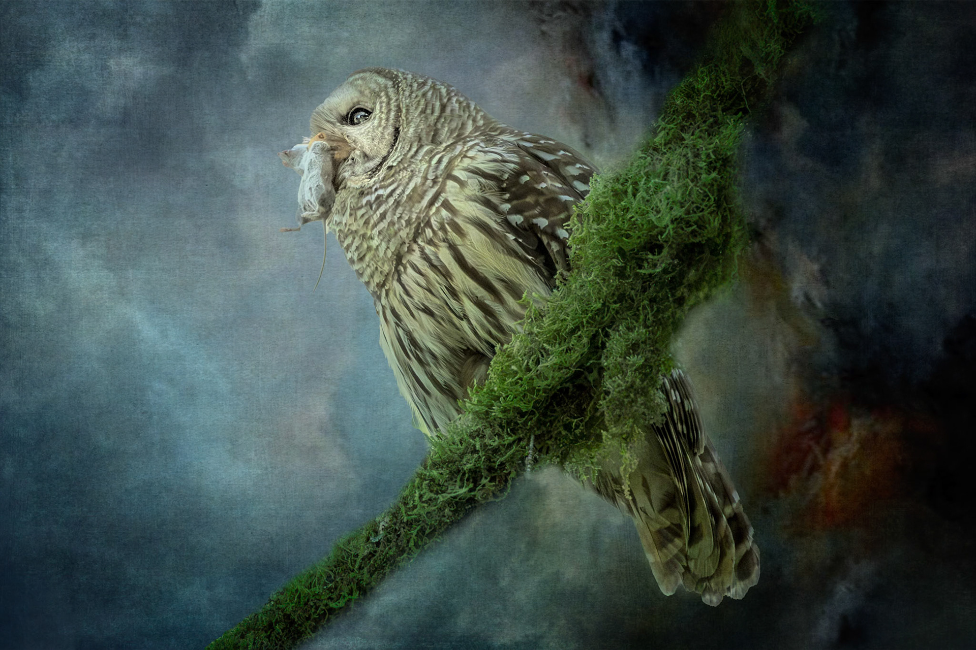 Barred Owl at Noble Woods