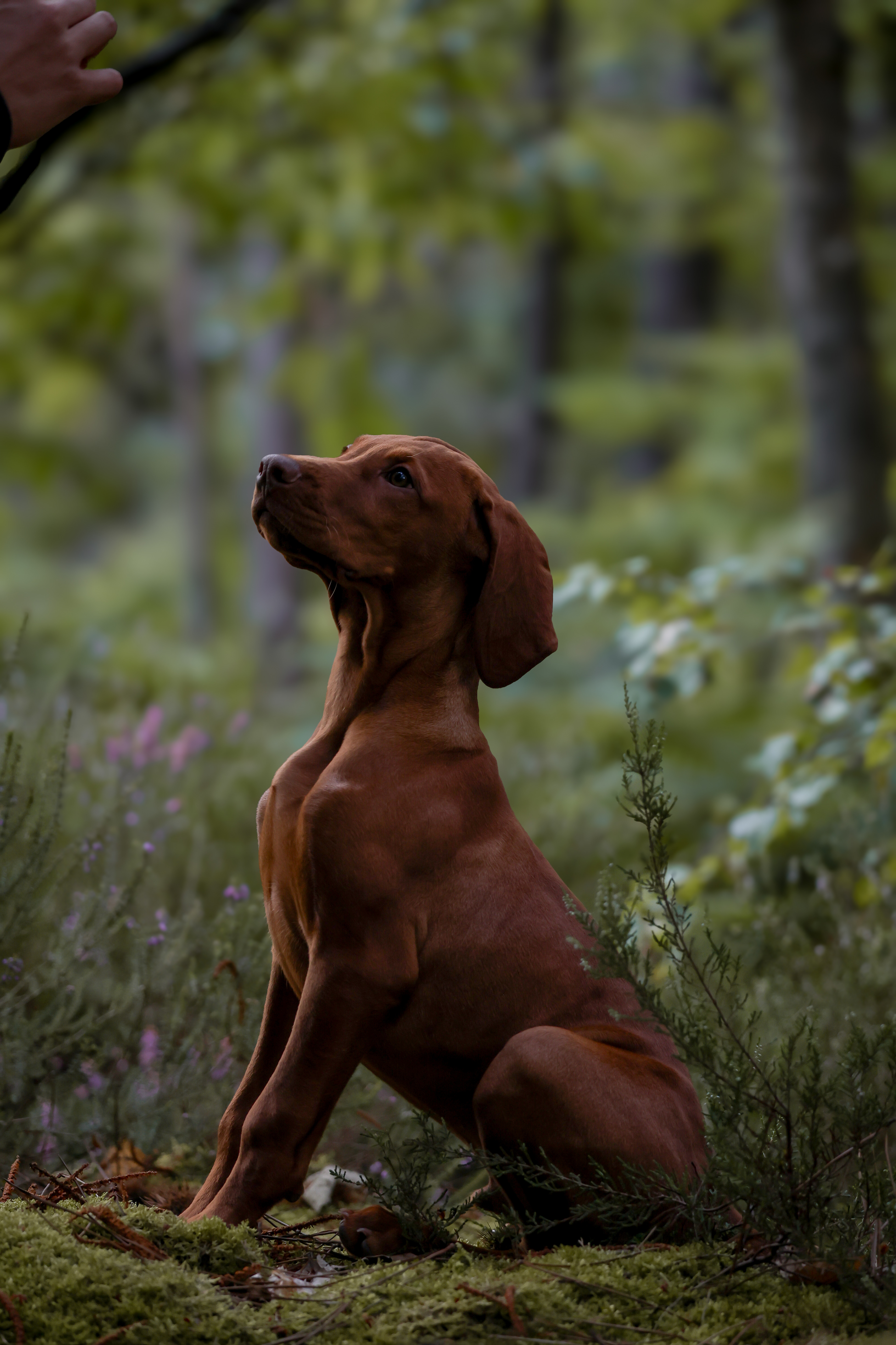 Albus