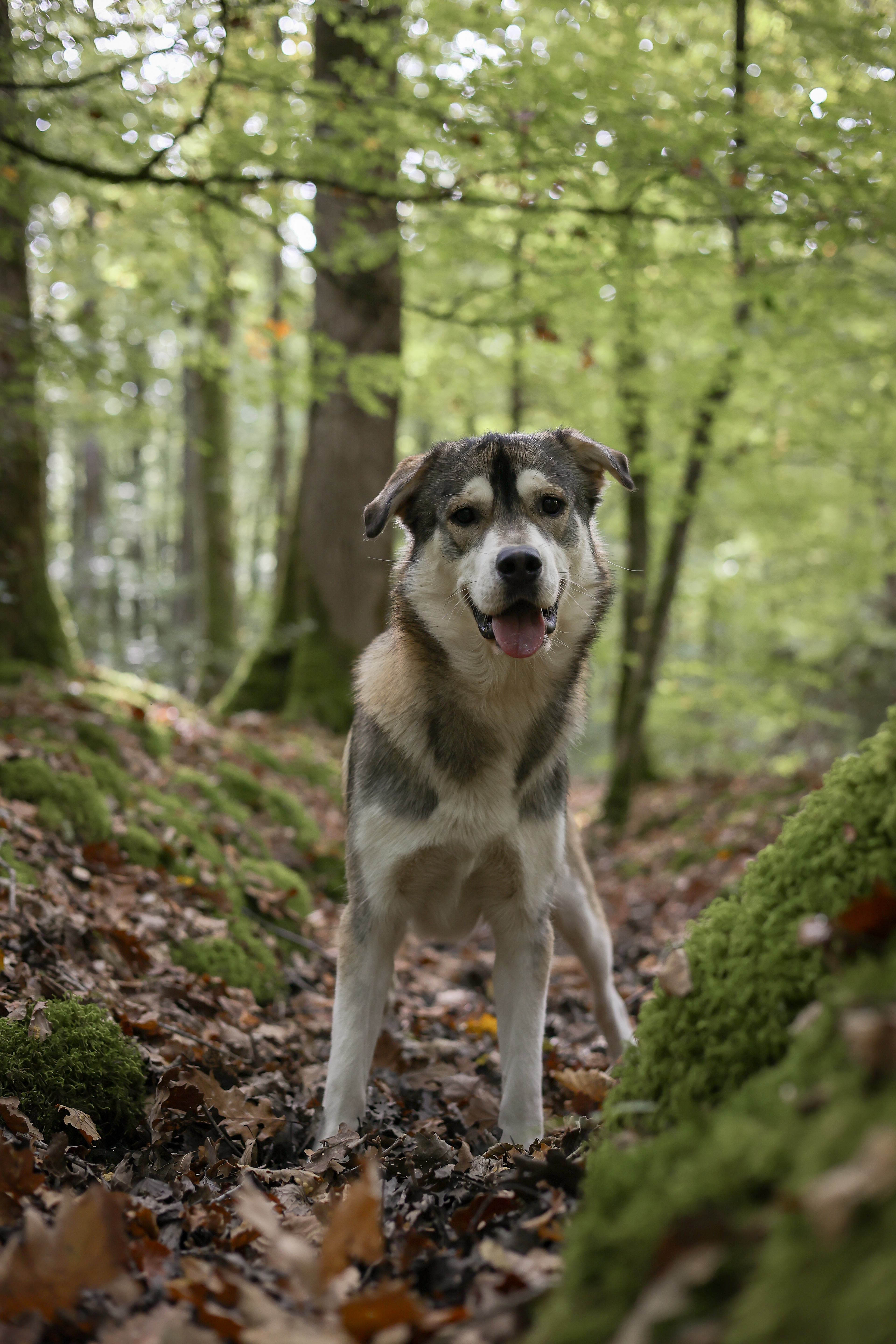 Koda