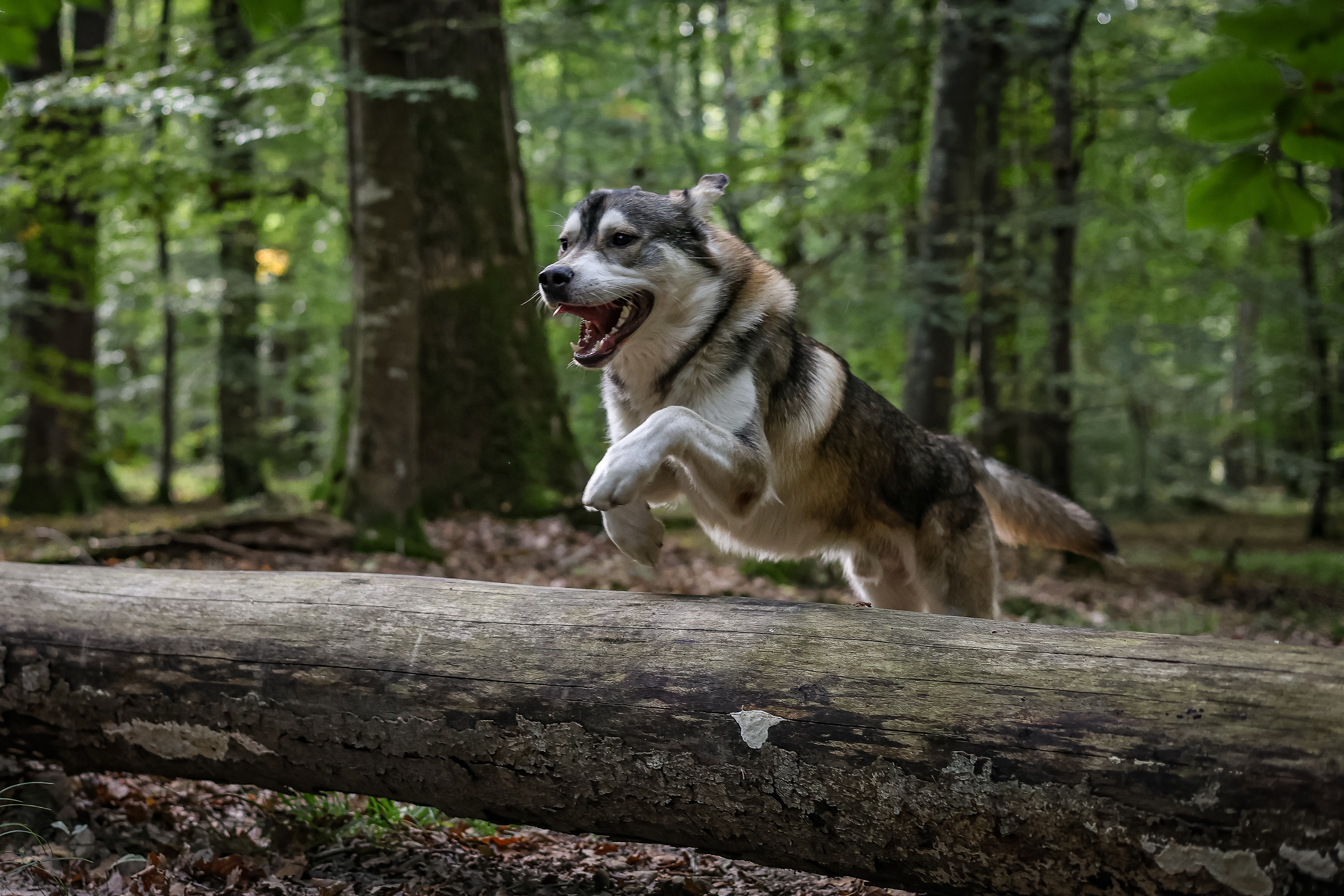 Koda