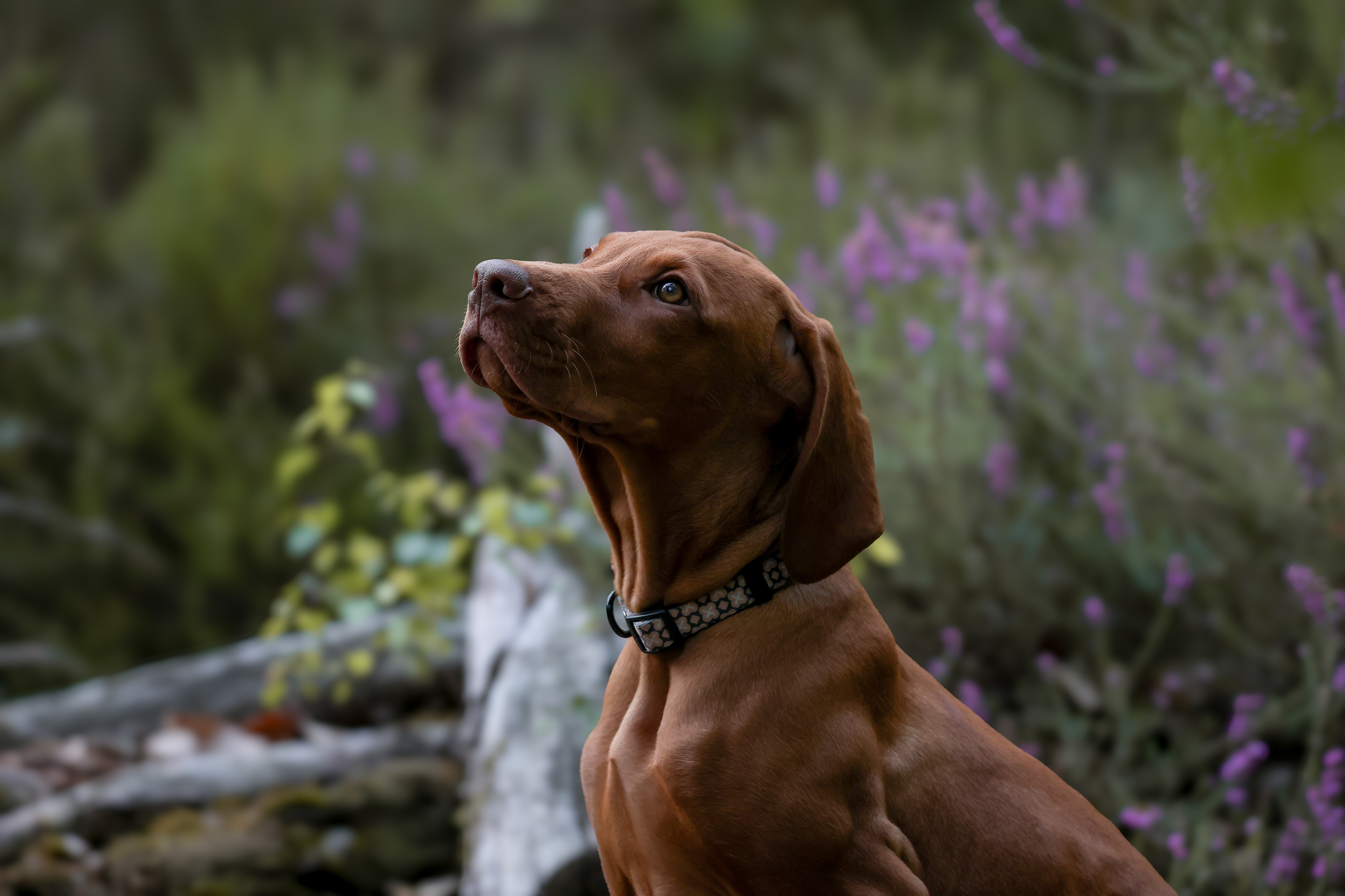 Albus