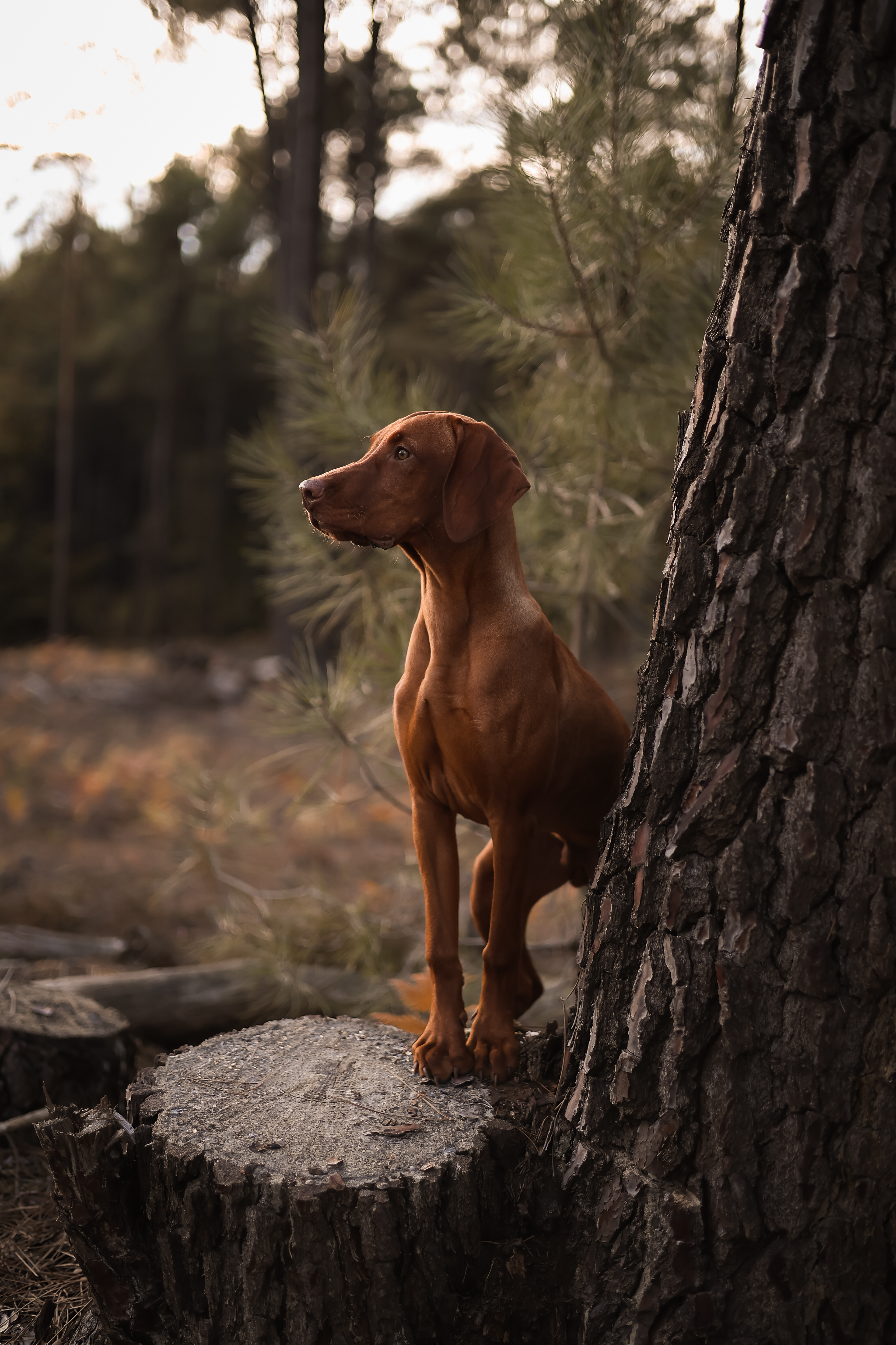 Albus