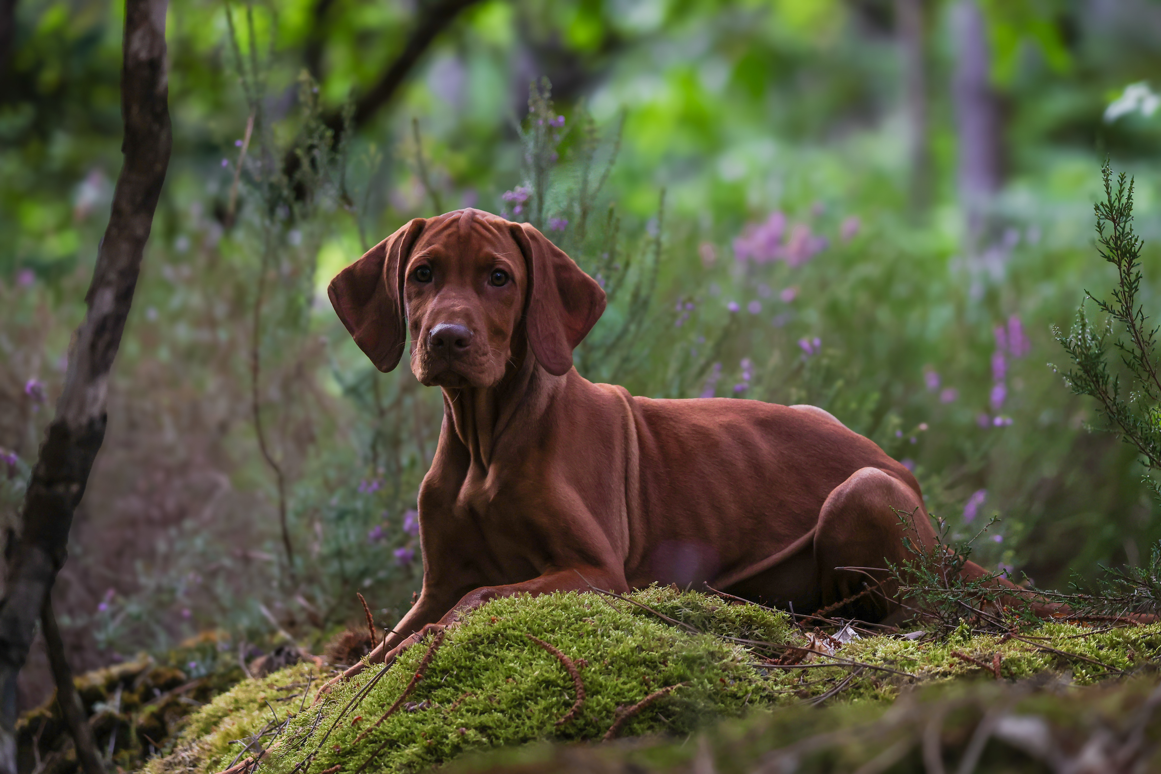 Albus