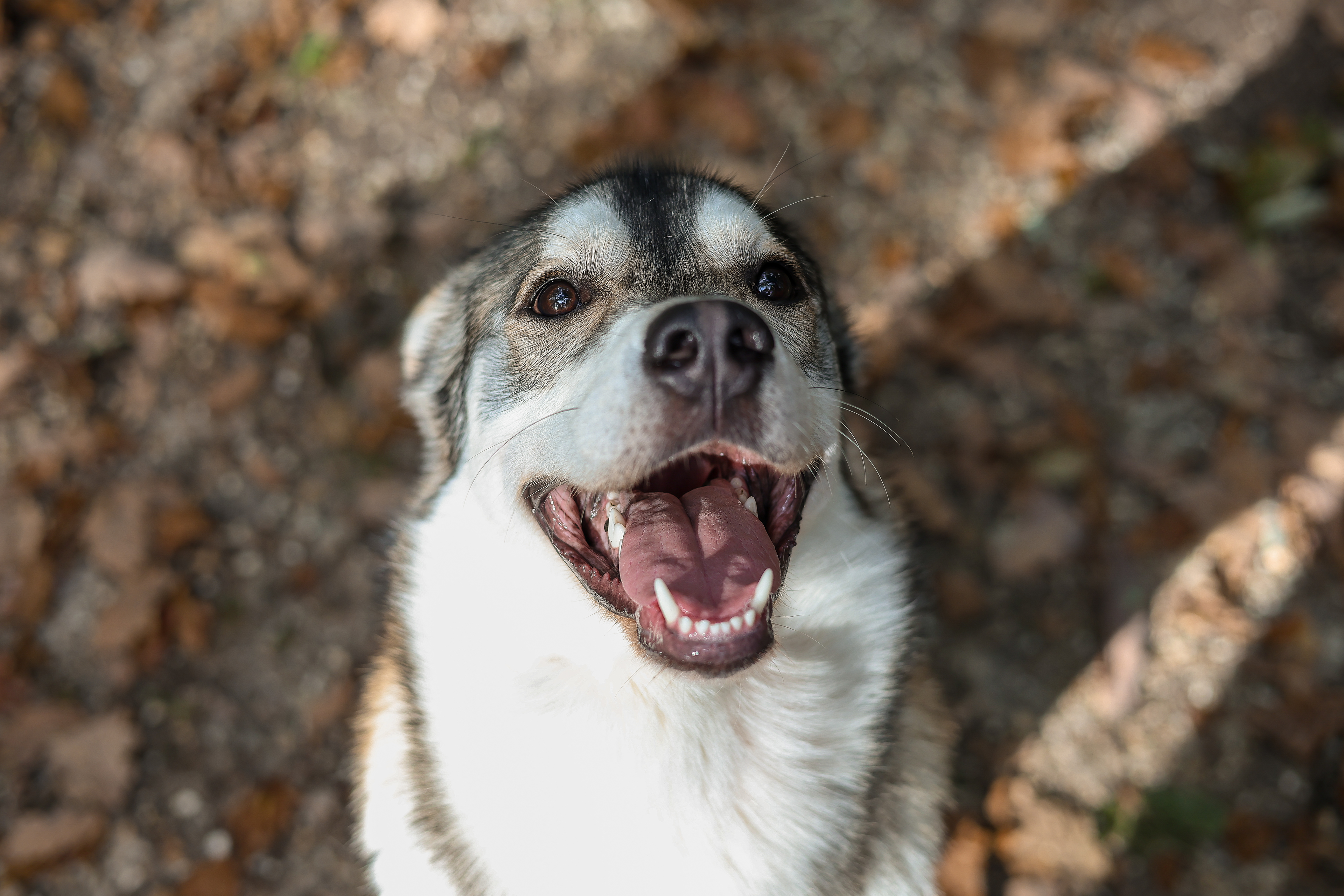Koda
