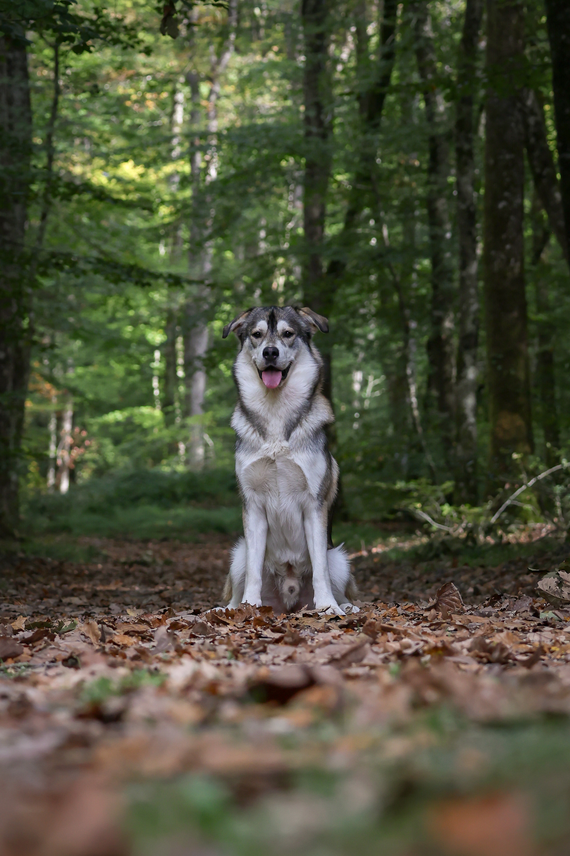 Koda