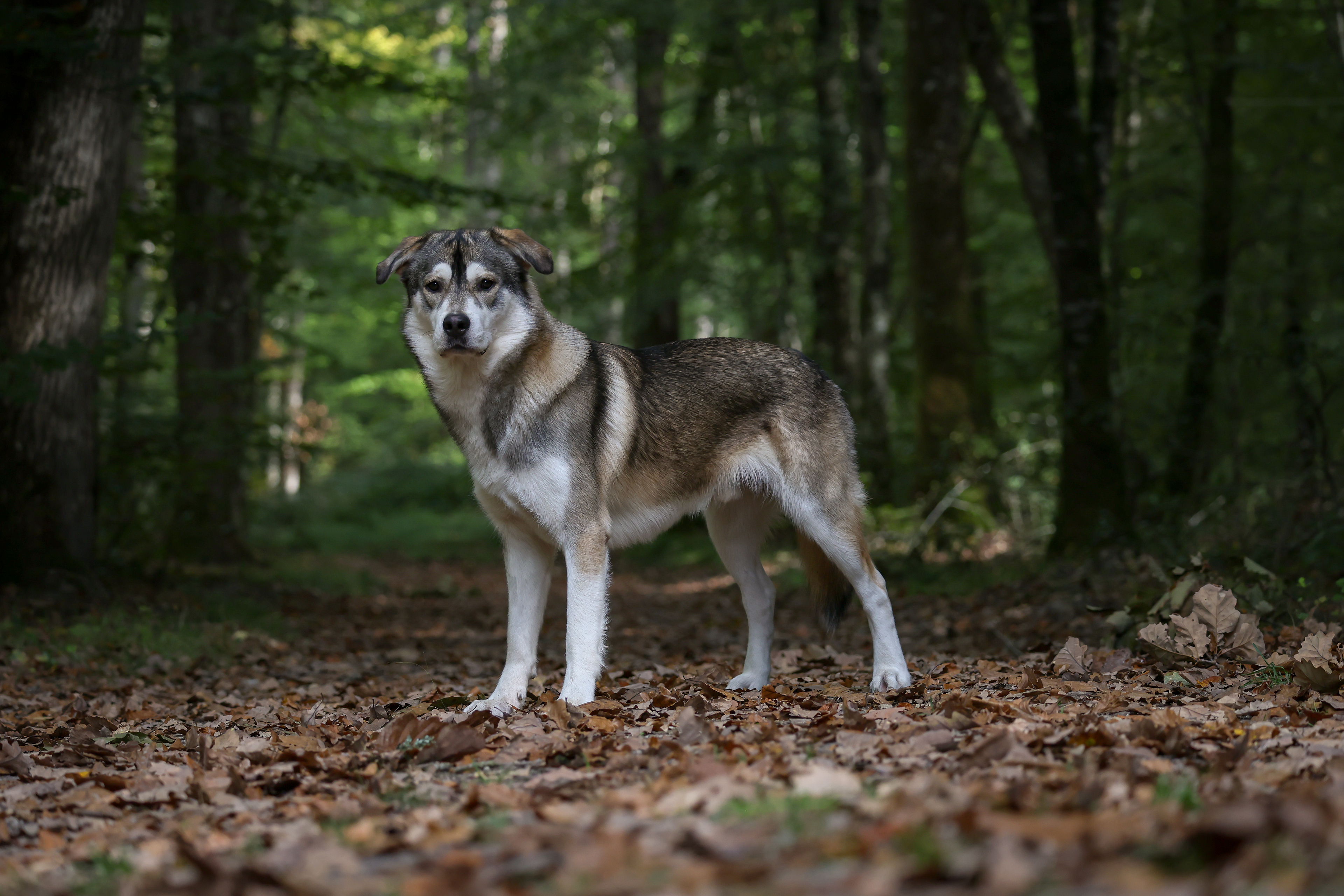 Koda
