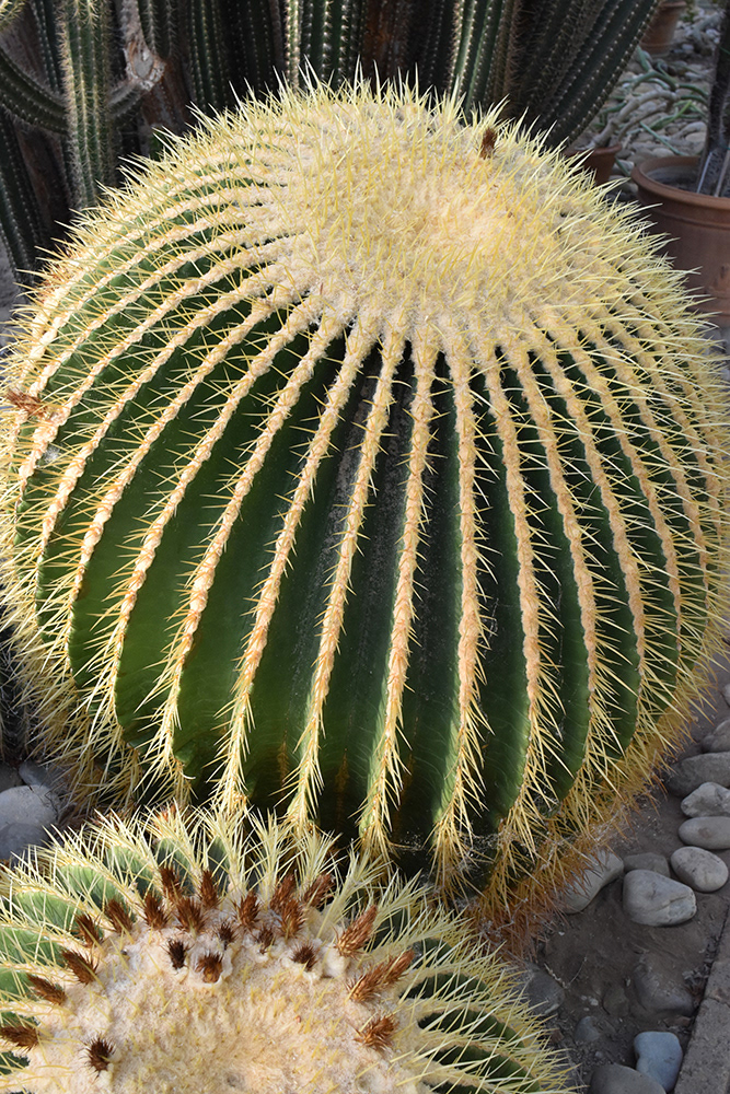 Botanical Gardens