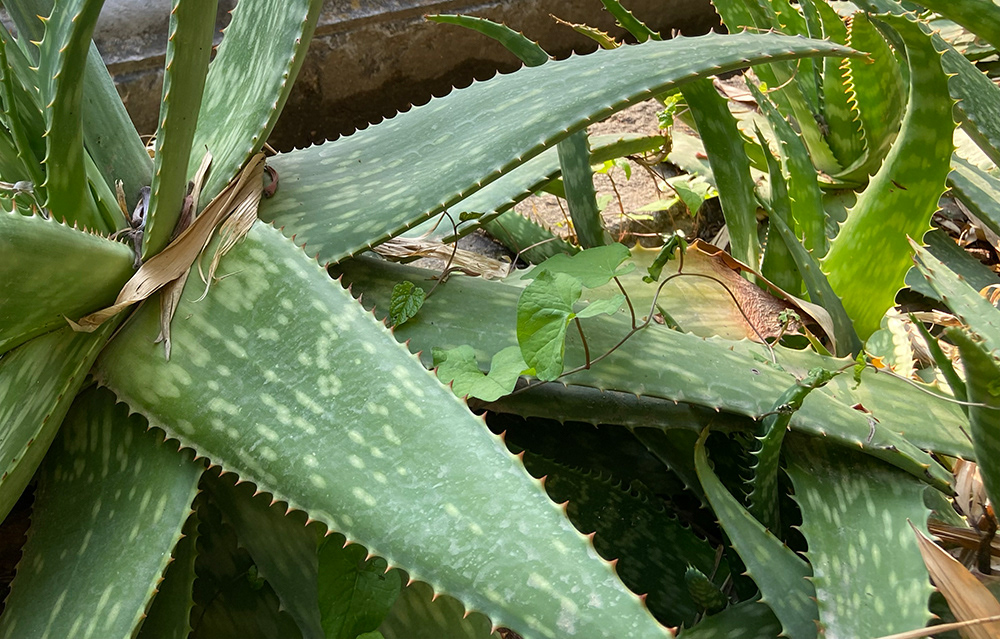 Botanical Gardens
