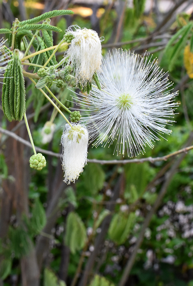 Botanical Gardens