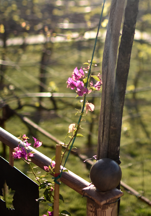 Alpeta Agrotourism and Winery / Agrotourizmi dhe Verërat e Alpeta