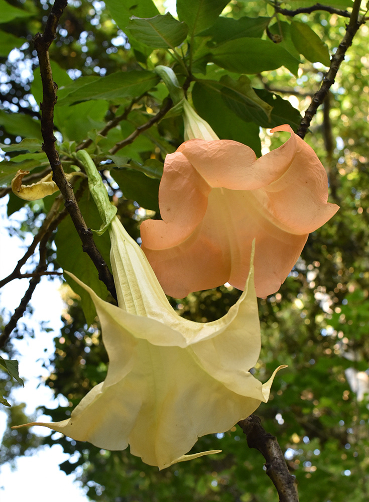 Botanical Gardens