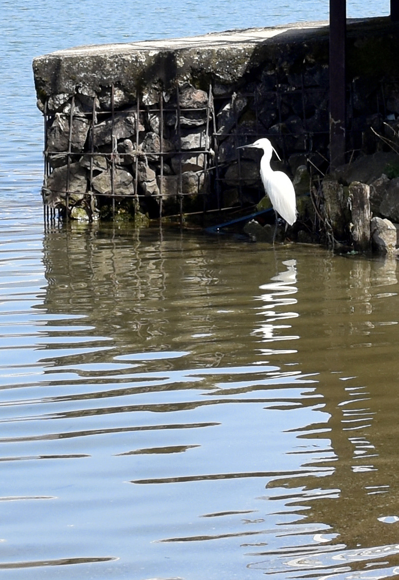 Snowy Egret?