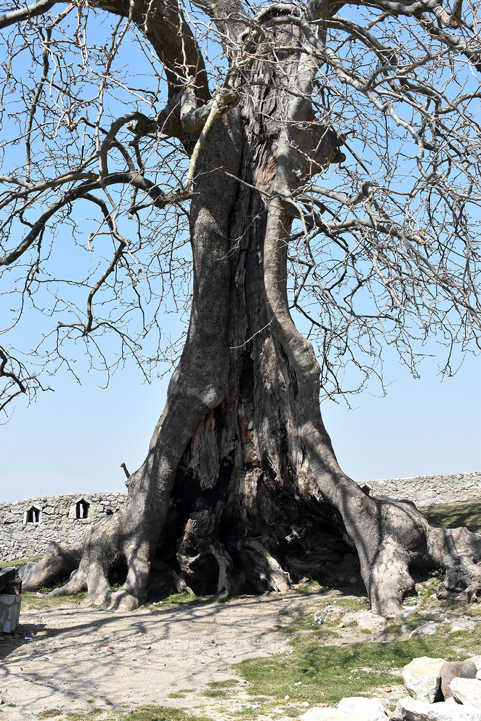Olive tree / Pemë ulliri