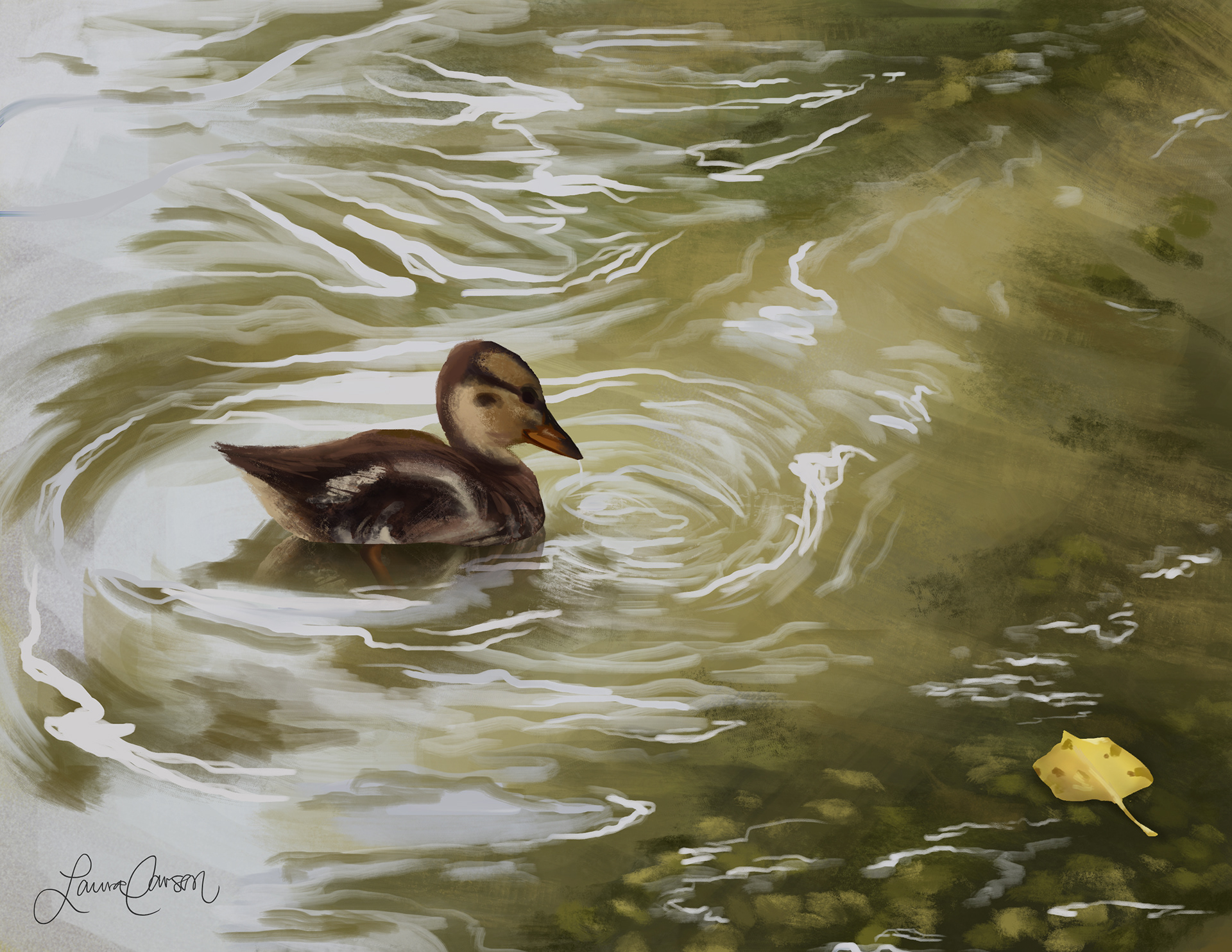 Duck Study