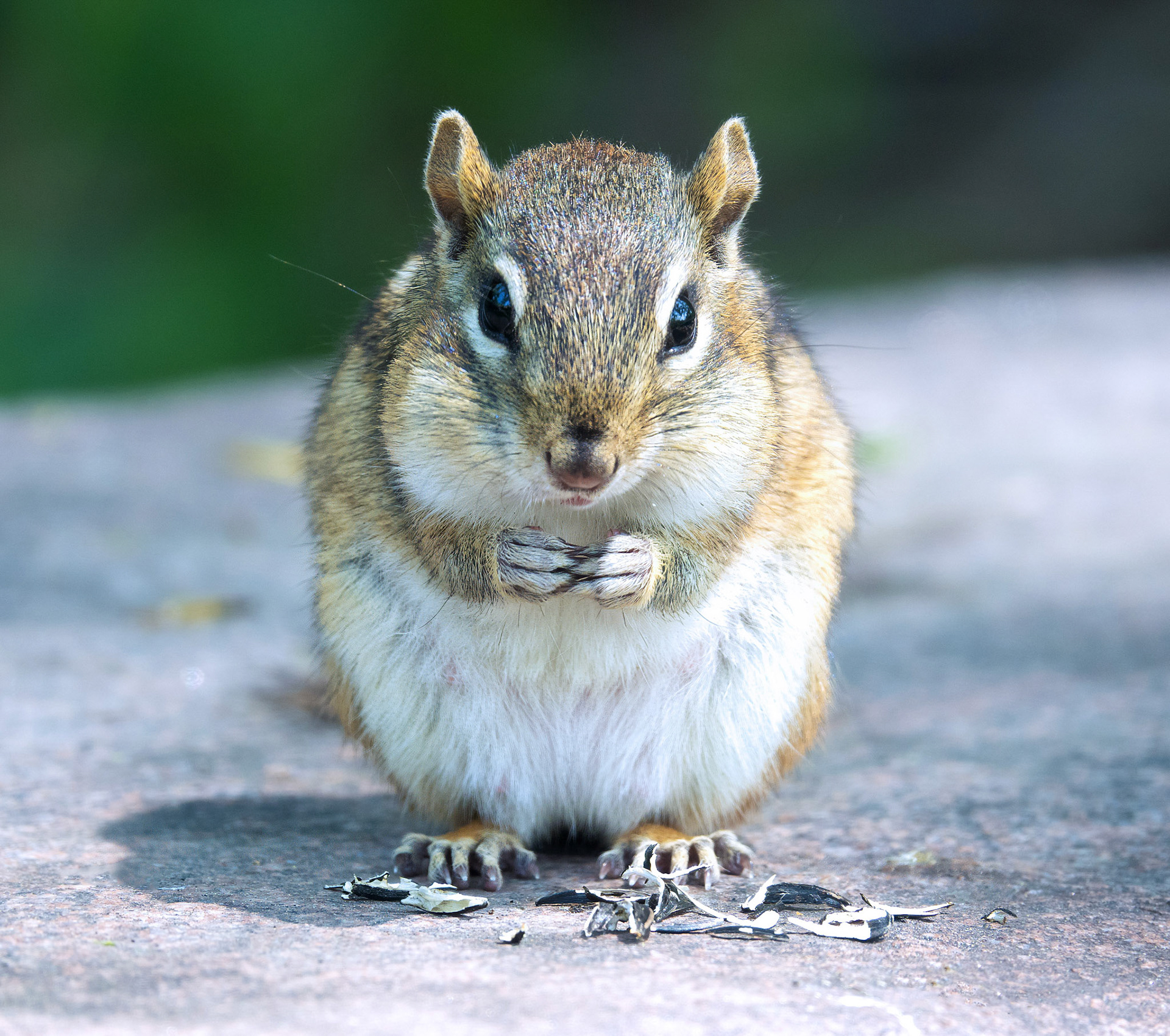 Chipmunk 1