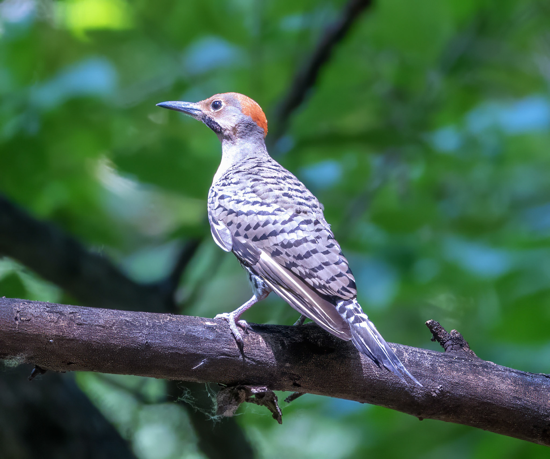 Northern Flicker