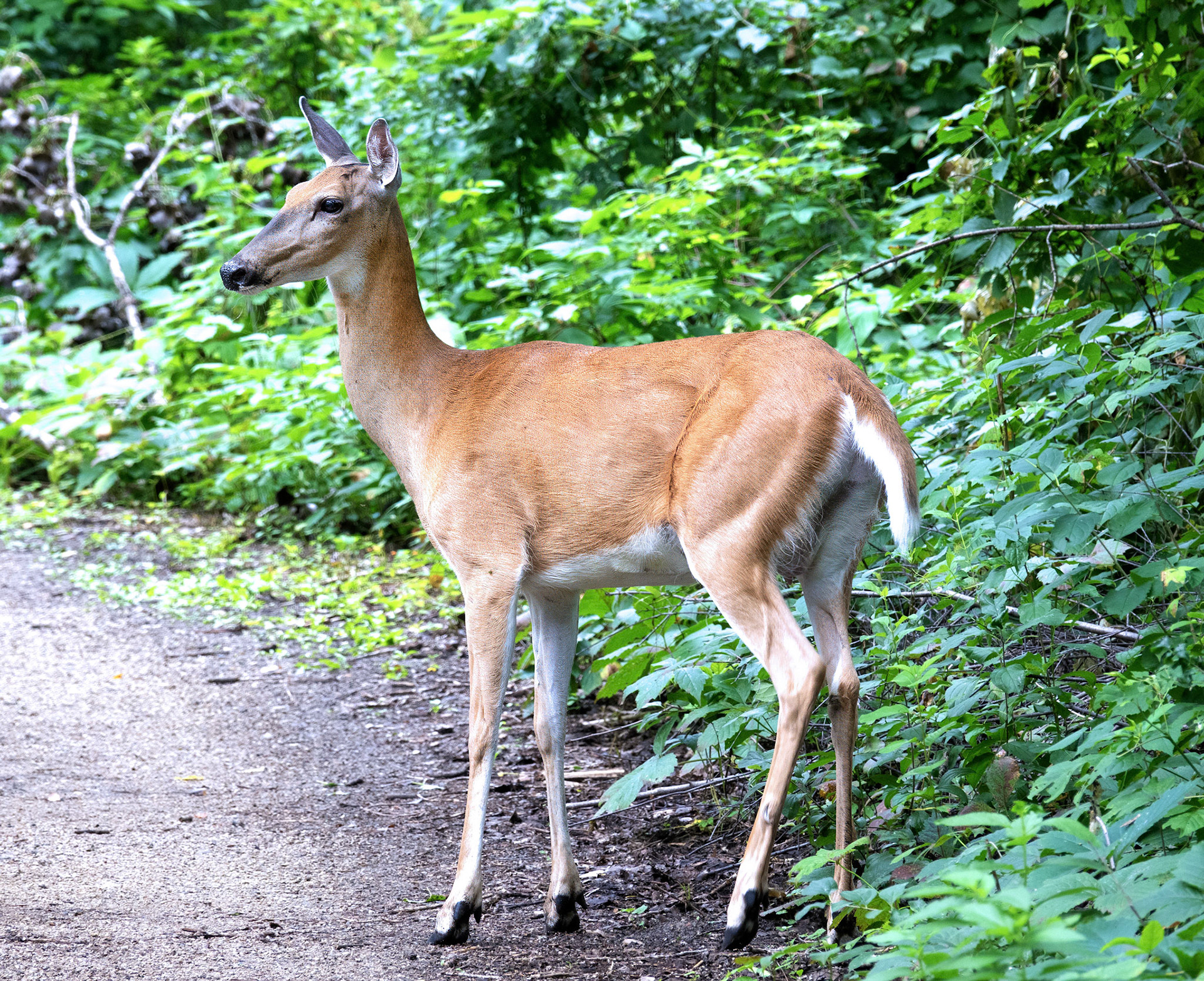 White Tail Deer (Doe 3)