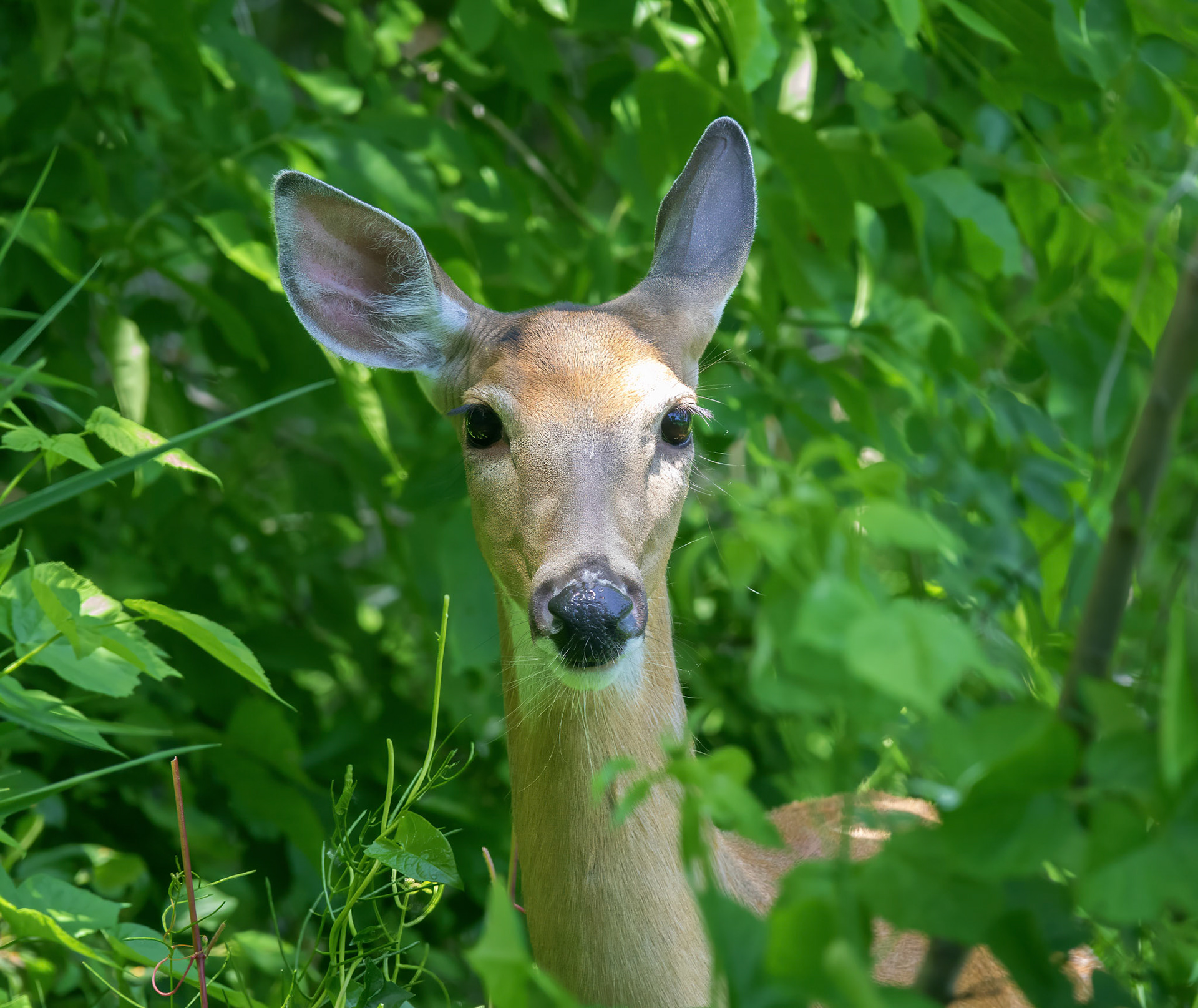 White Tail Deer (Doe 2)