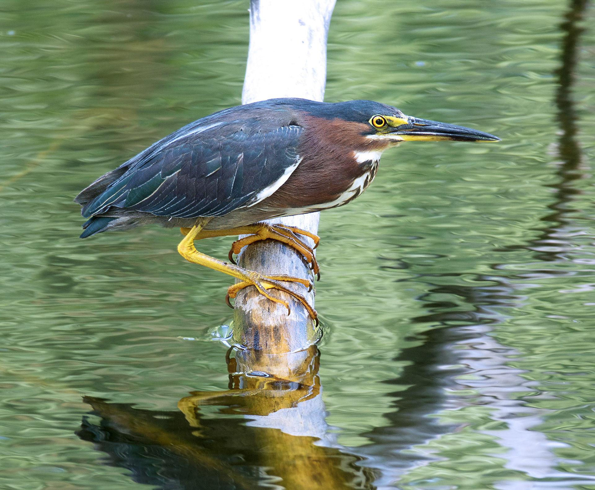 Green Heron 2