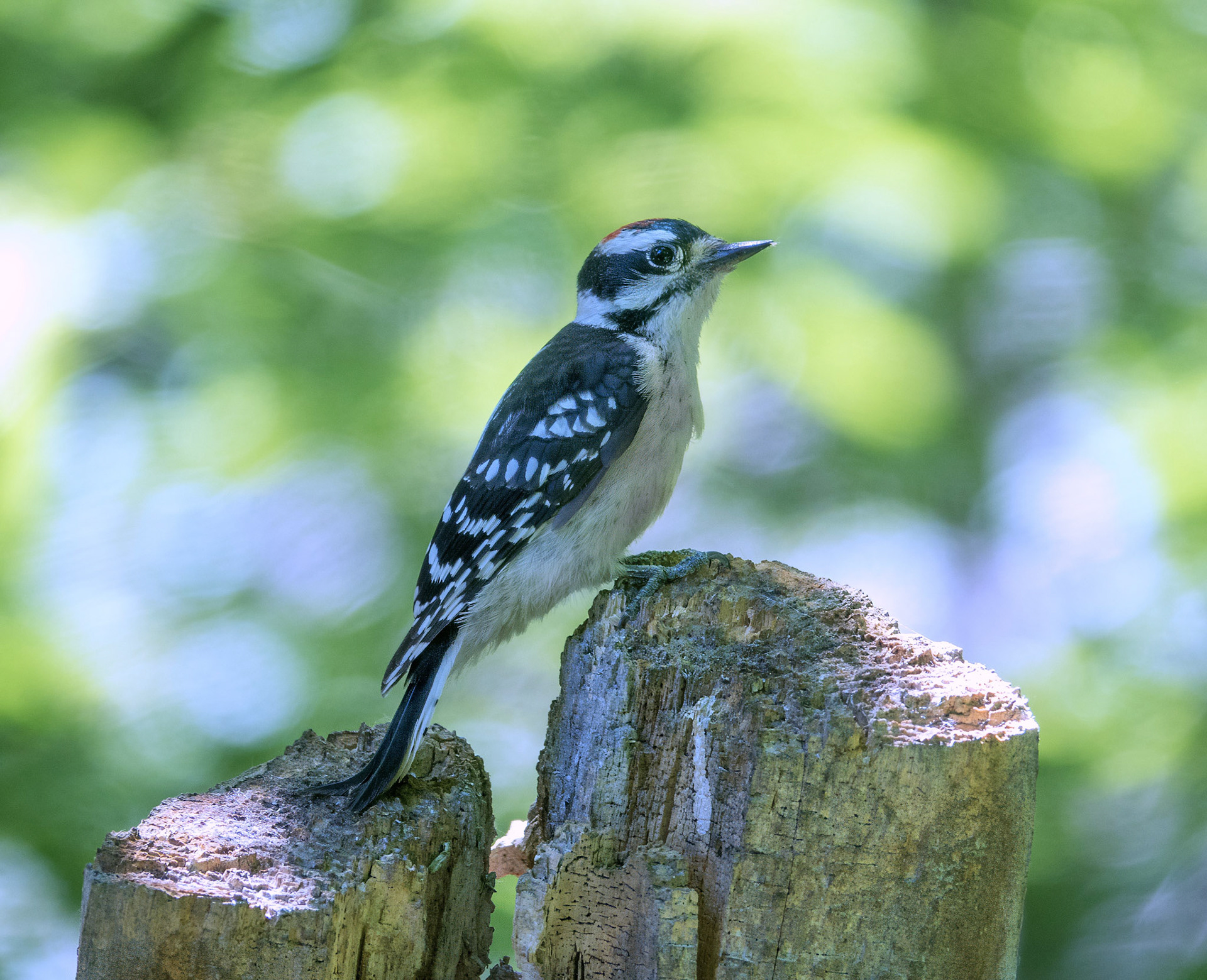 Downy Woodpecker