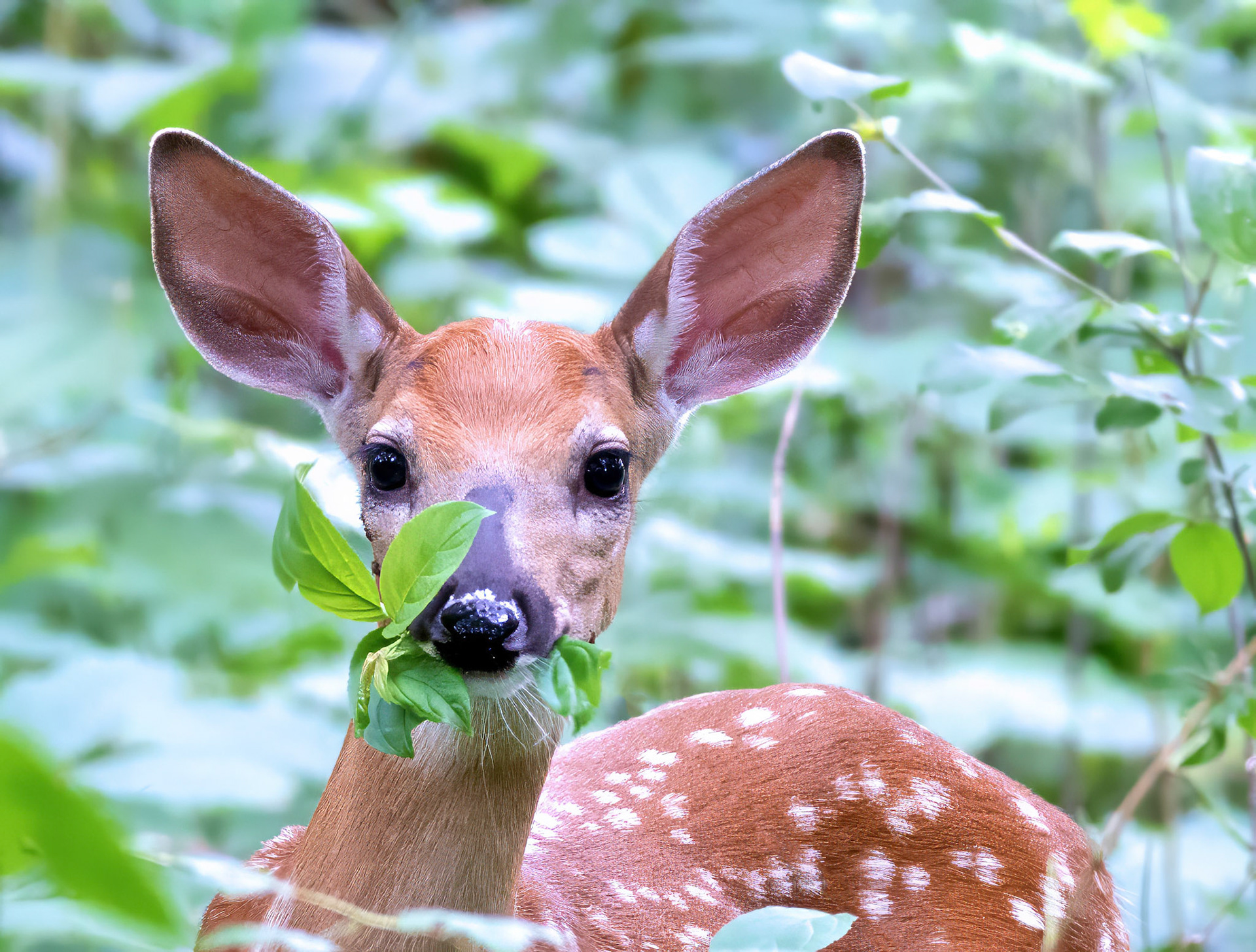 Imma eat some leaves