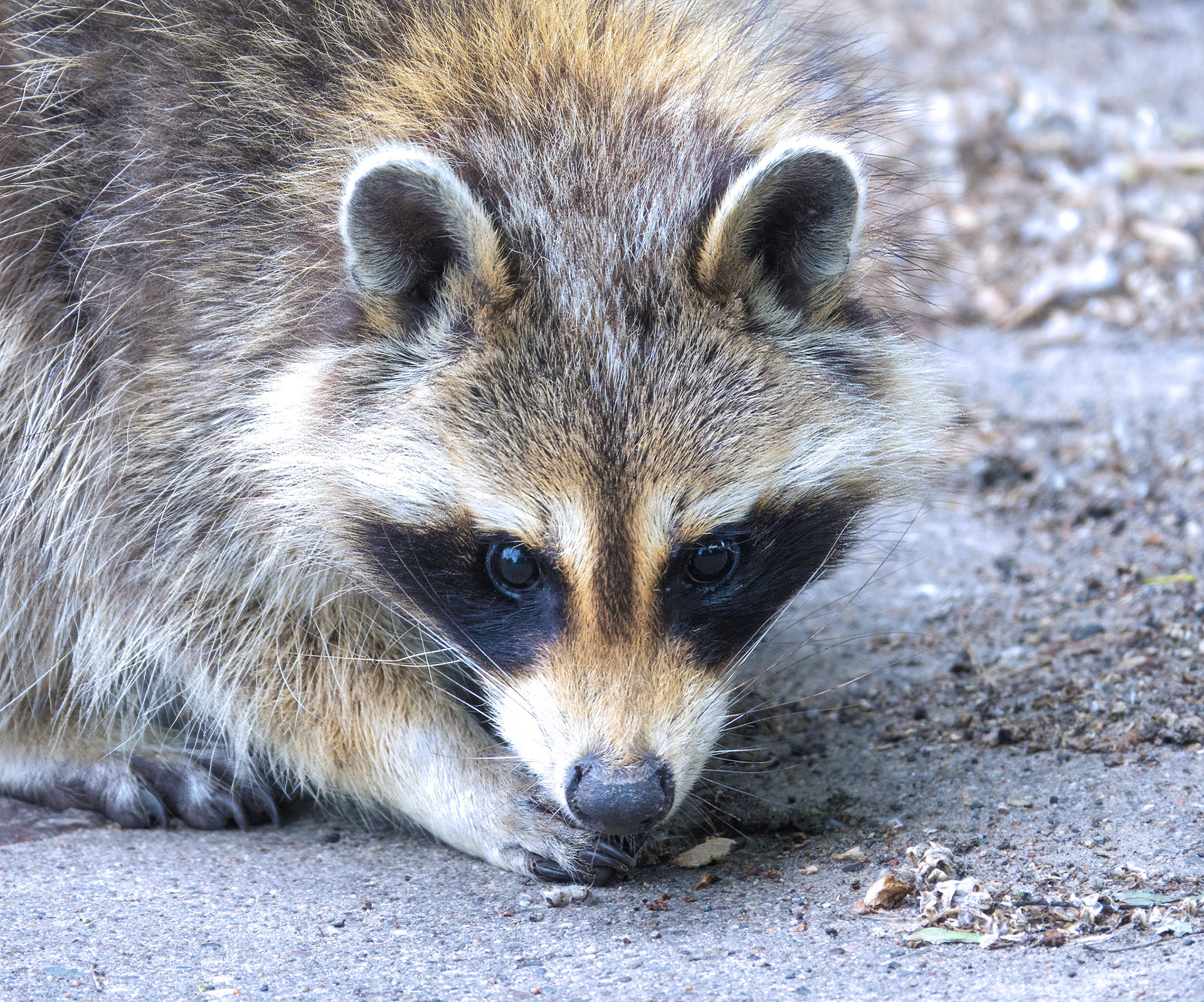 Raccoon