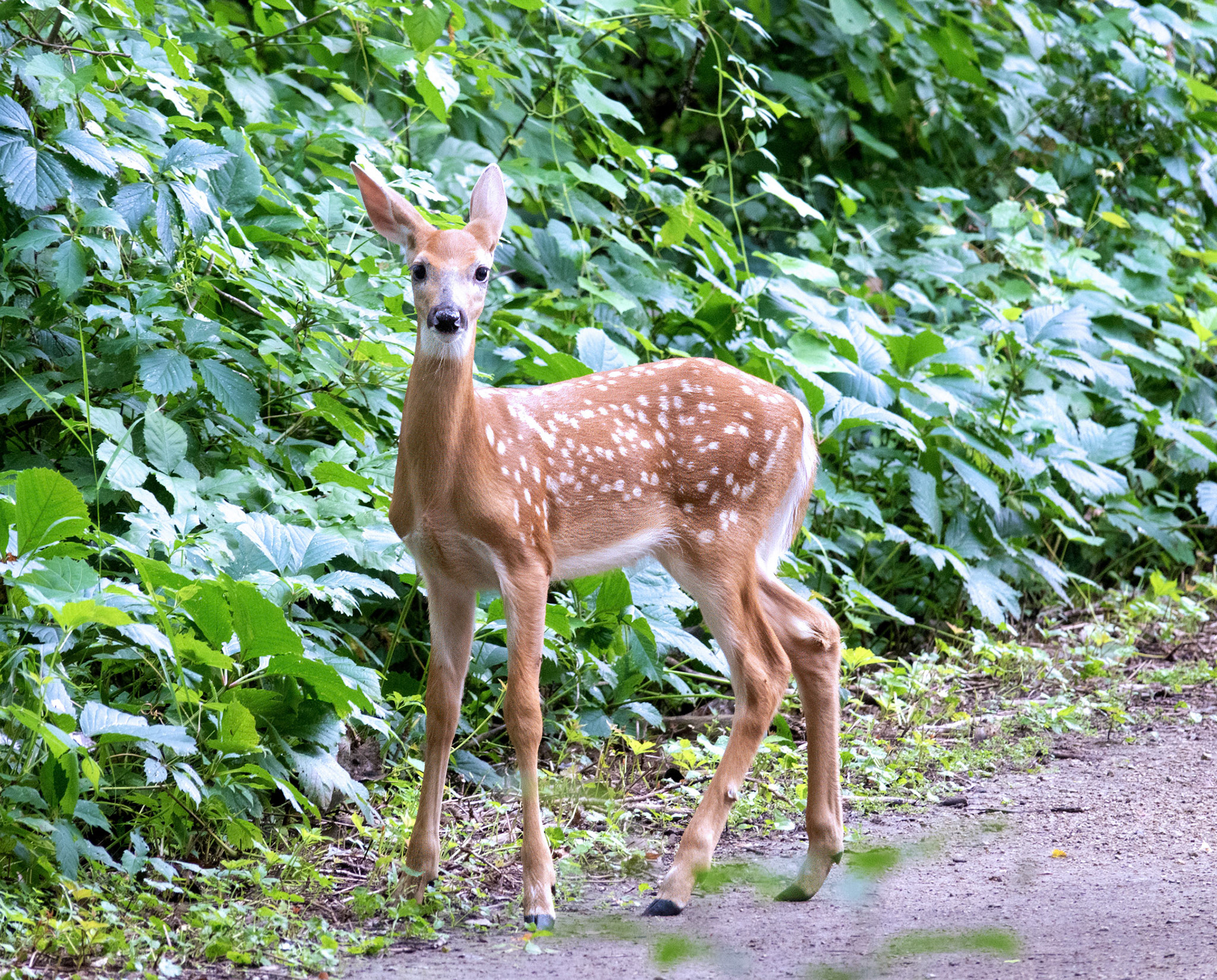 White Tail Deer (Doe)