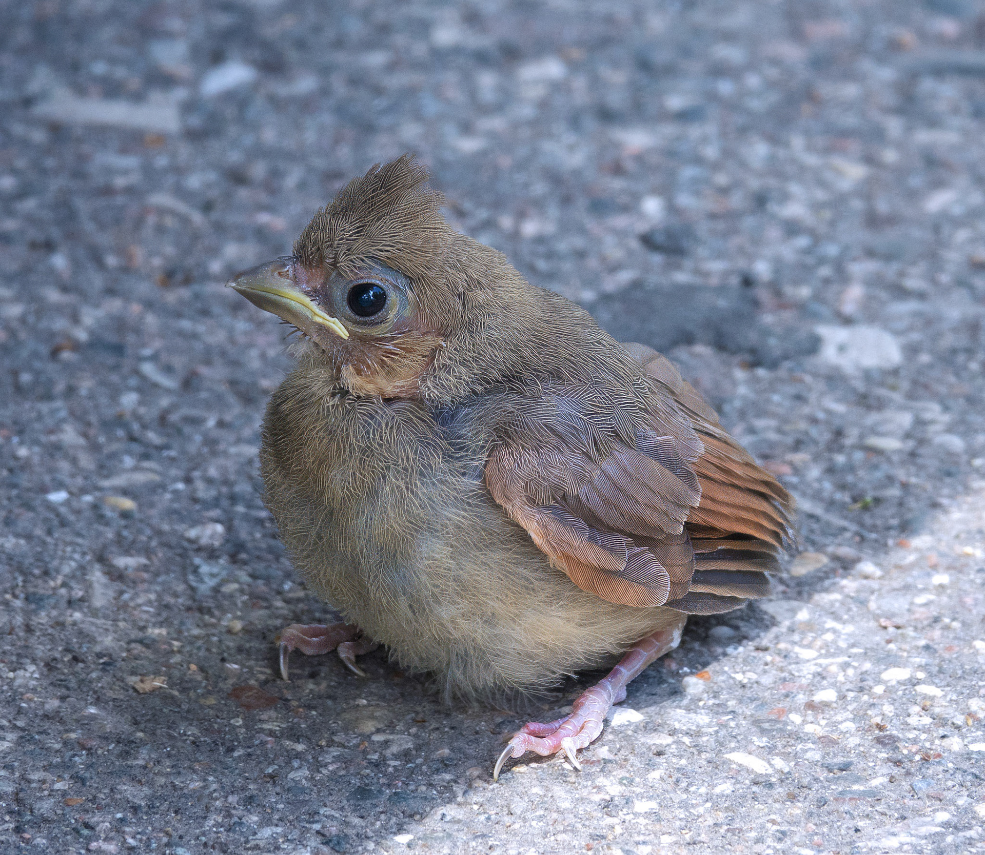 Cardinal (Fledgling)