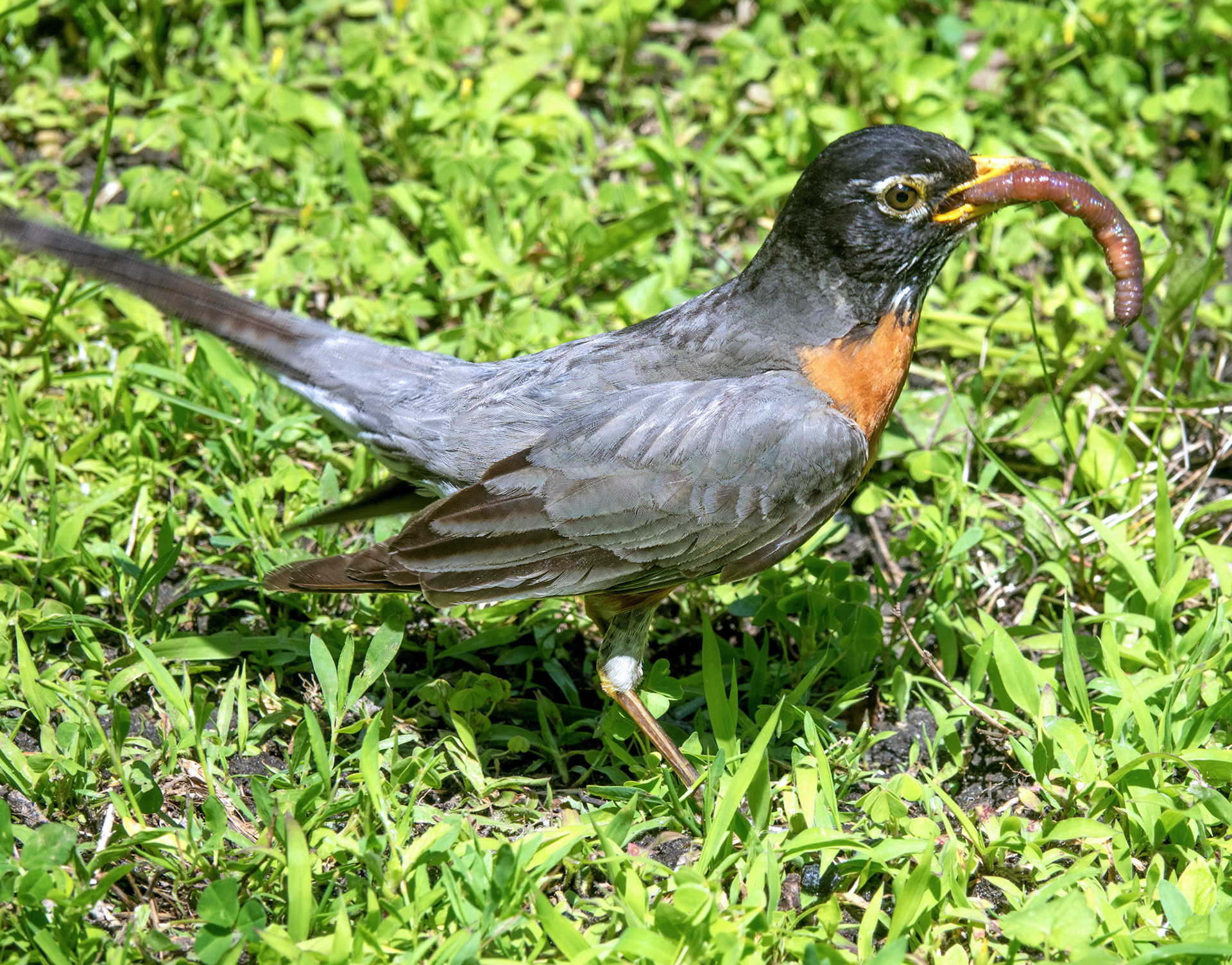 American Robin 2