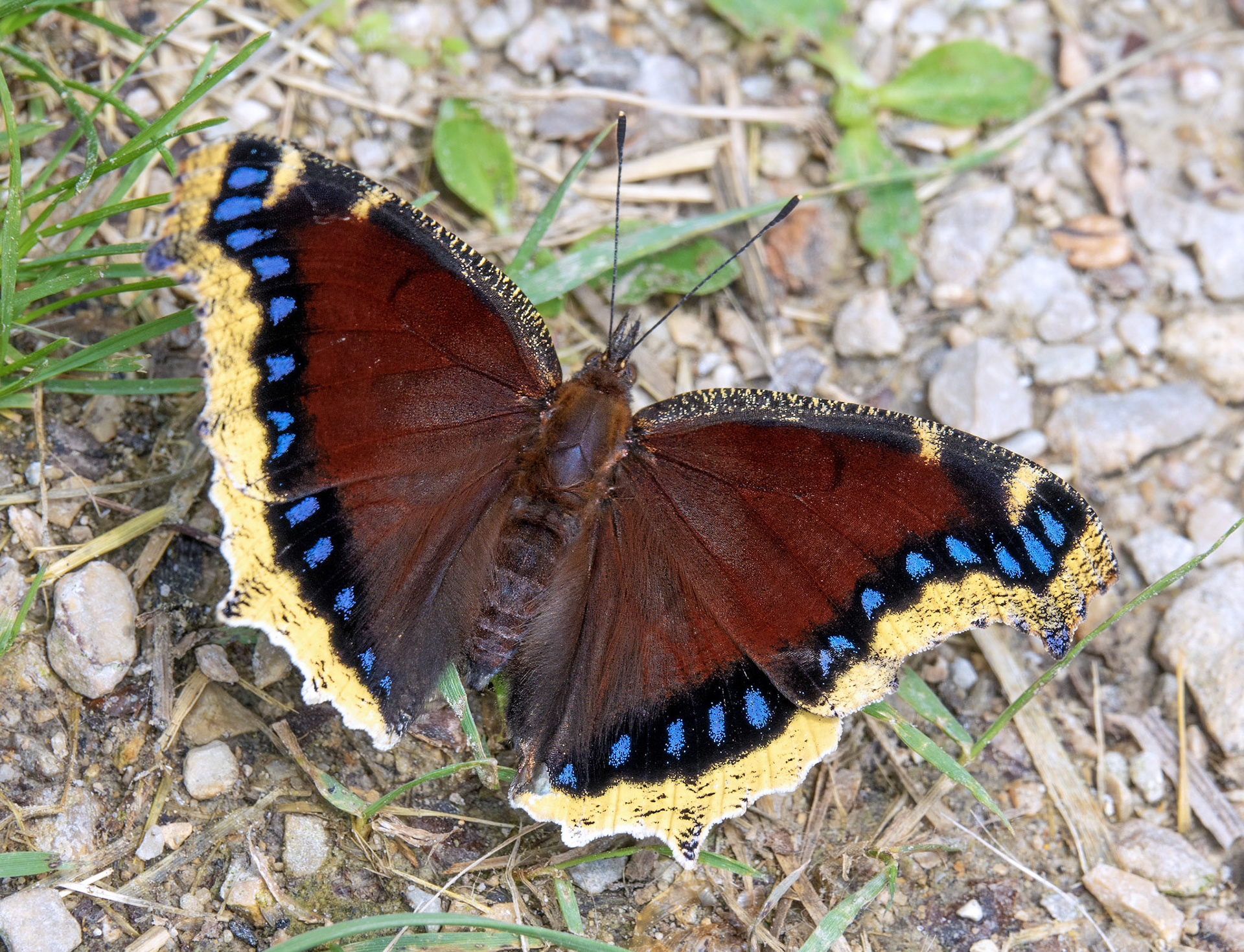 Mourning Cloak Butterfly