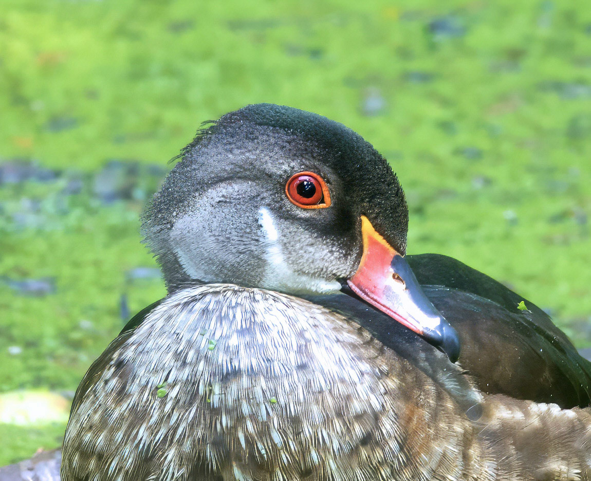 Wood Duck 6