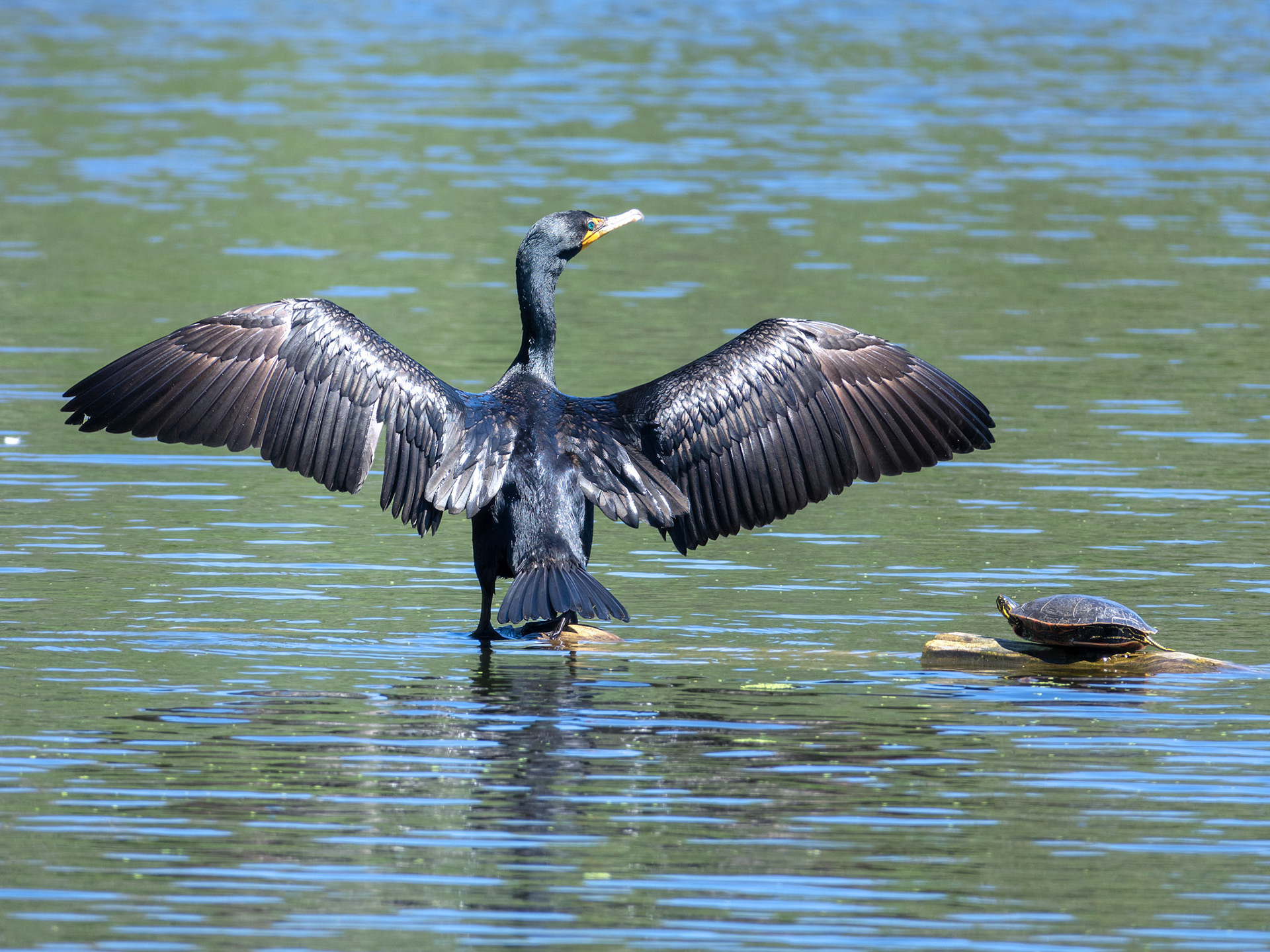 Cormorant and Turtle