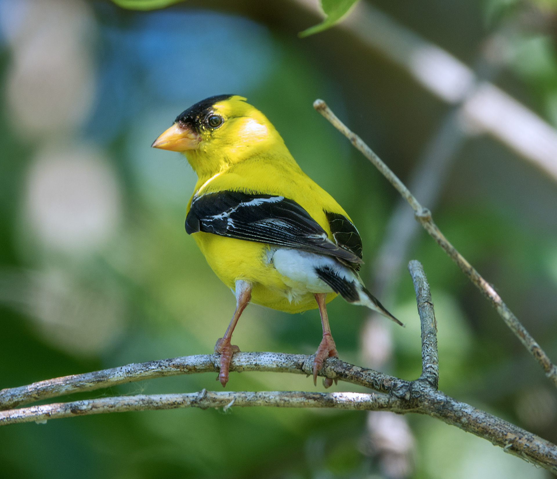 Gold Finch 2