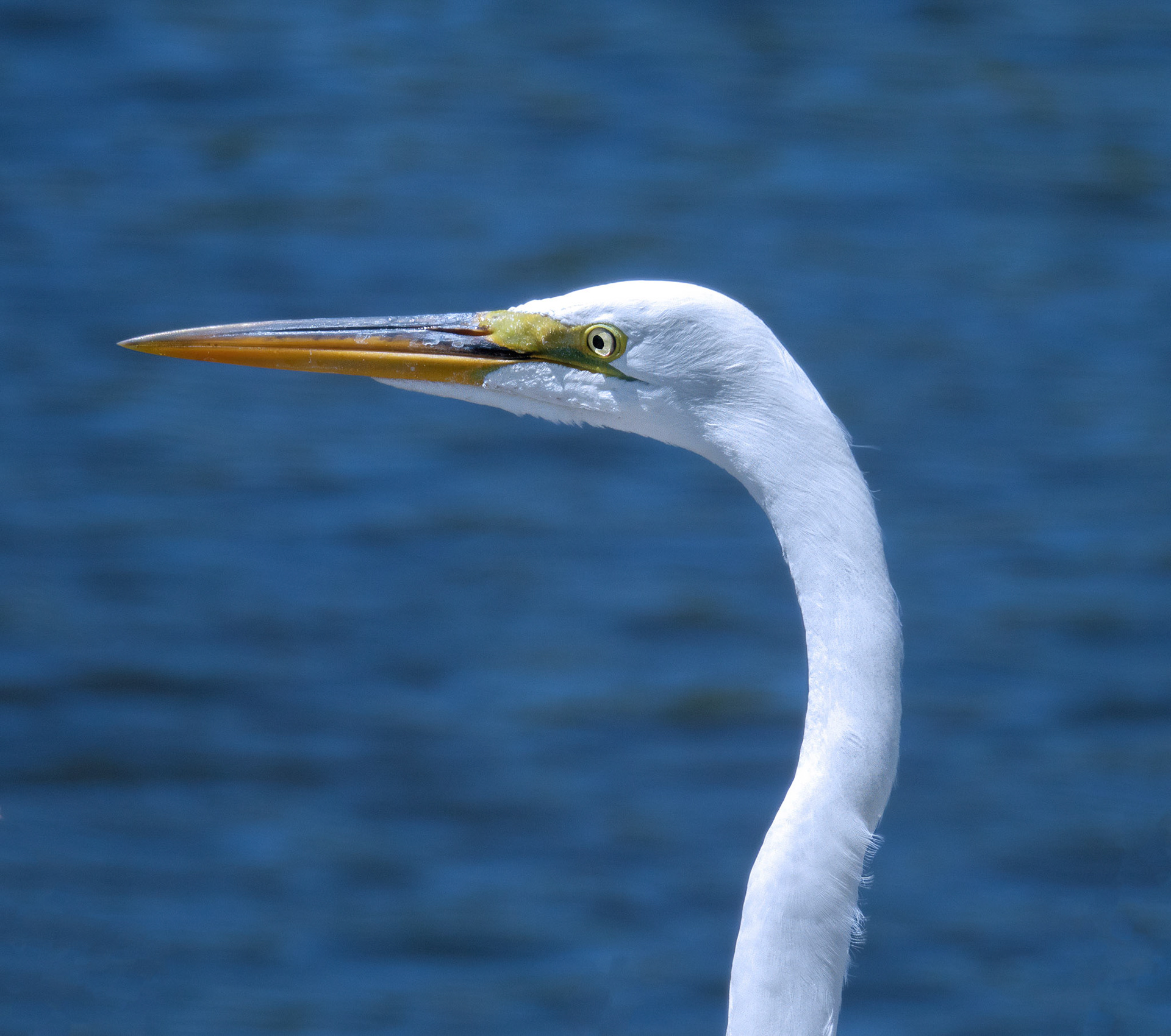 Great Egret 3
