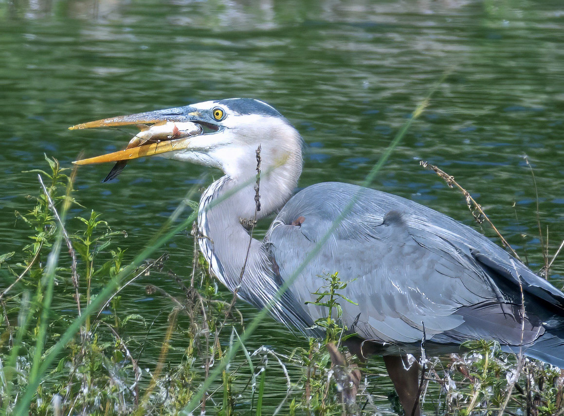 Great Blue Heron 1