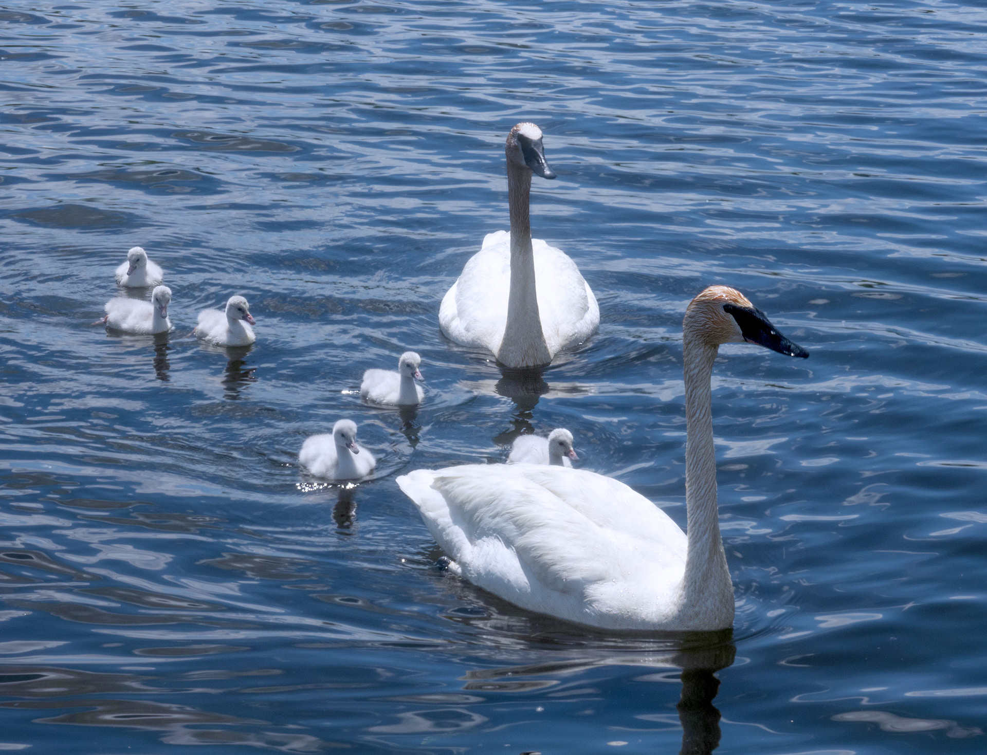 Swan Family