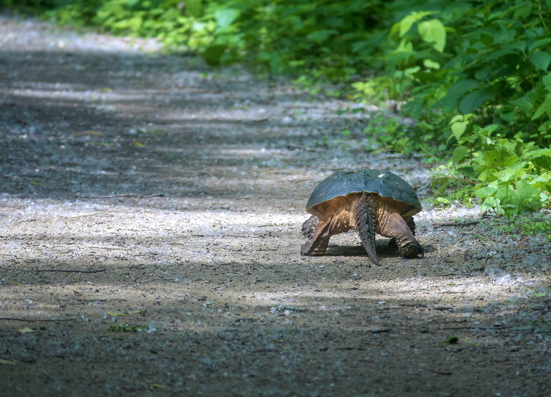 Snapping Turtle (Rear)