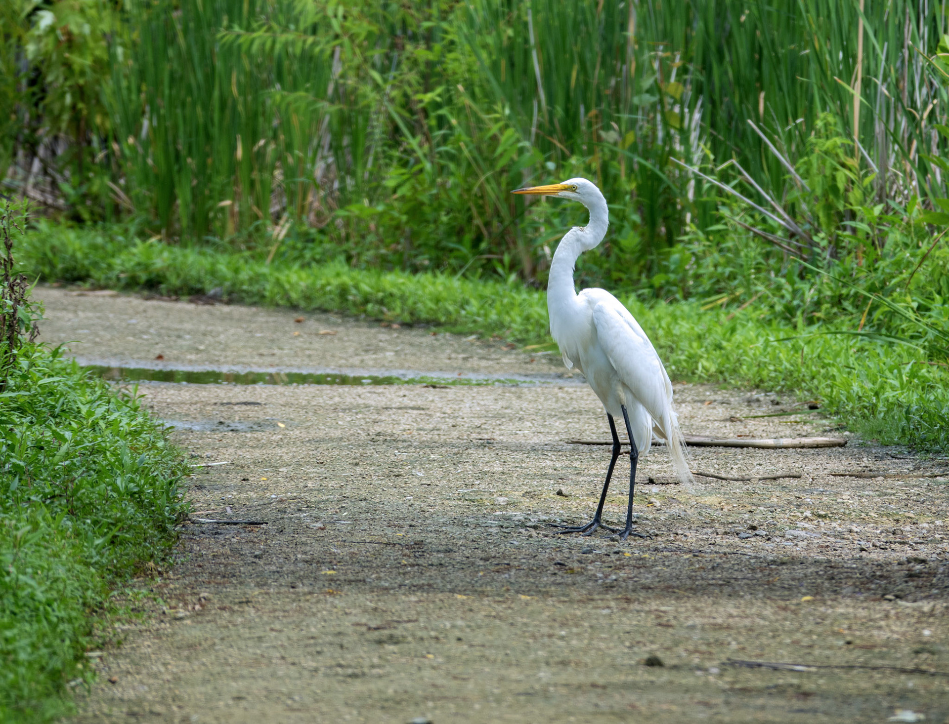 Great Egret 1