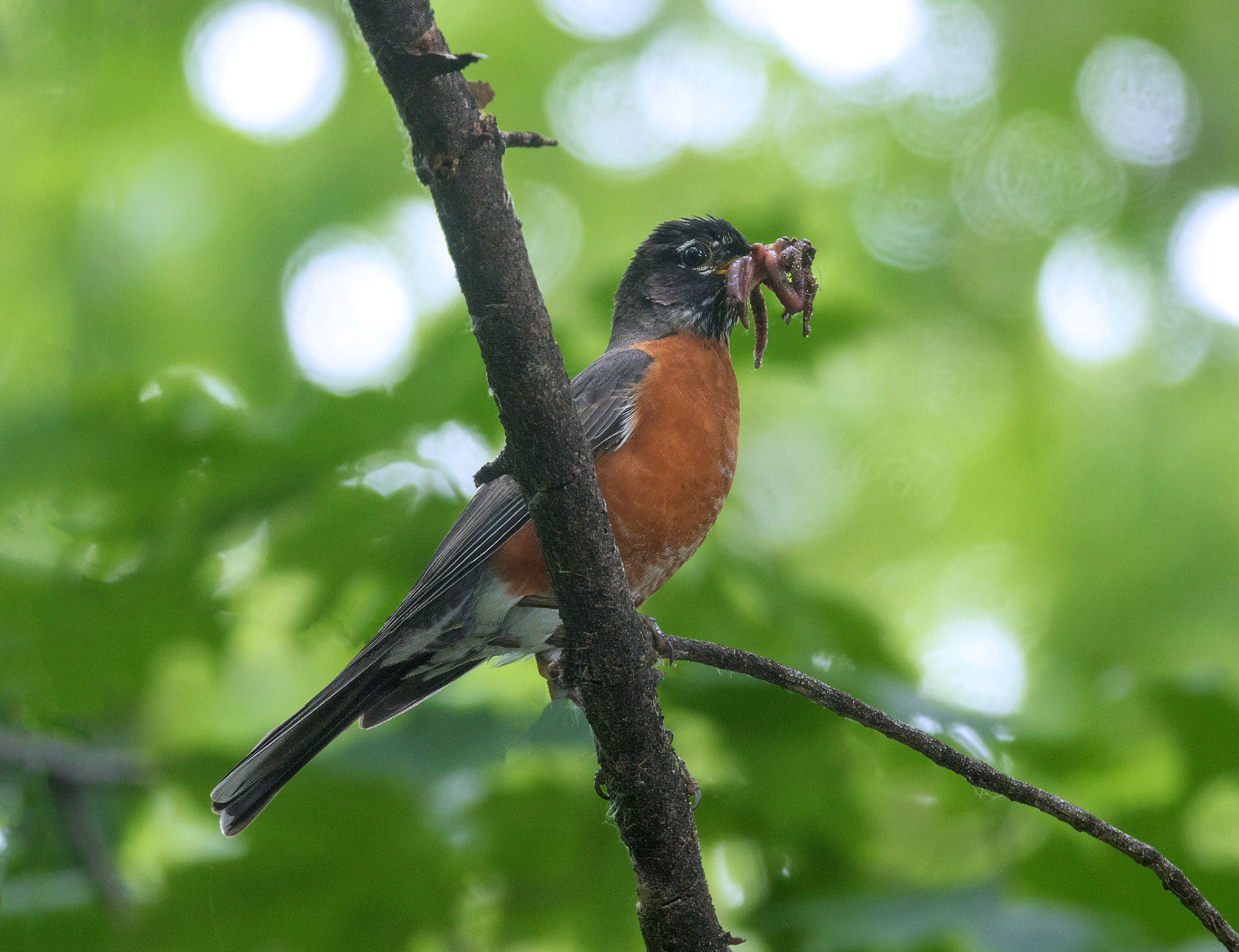 American Robin 3