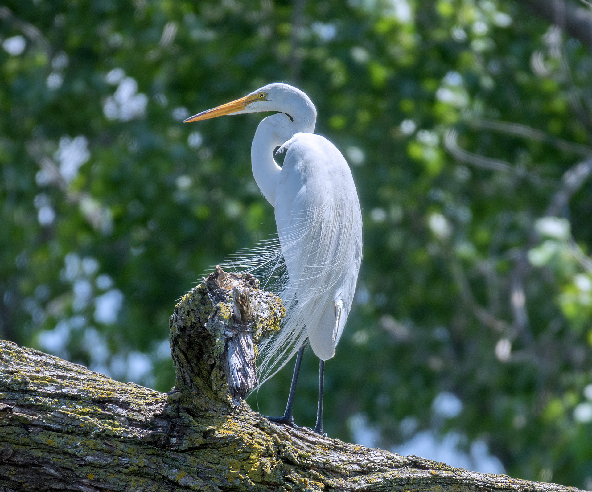Great Egret 2