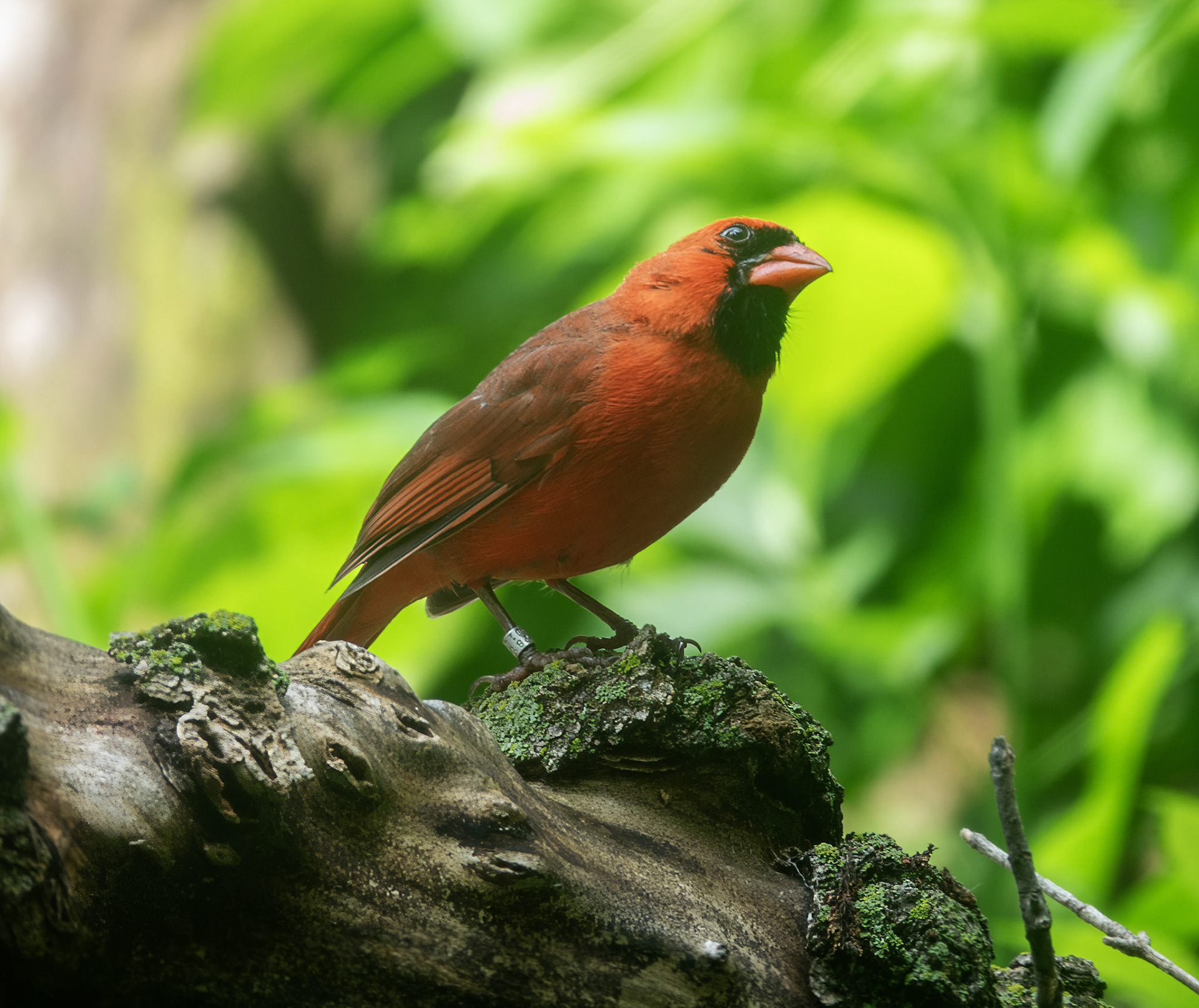 Cardinal (Banded)