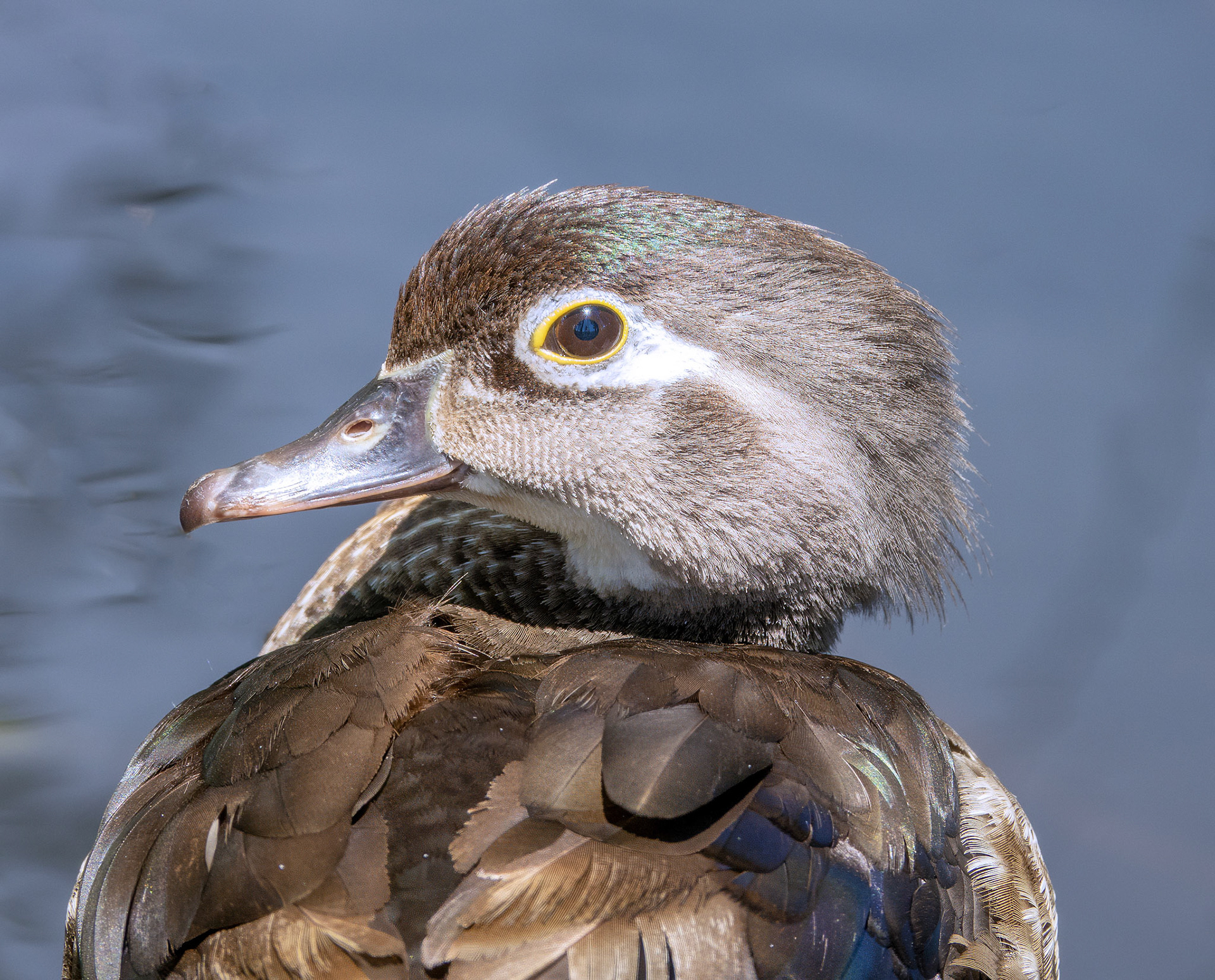Wood Duck 4