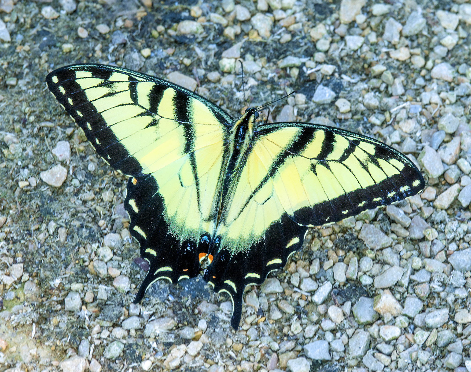 Eastern Tiger Butterfly 3